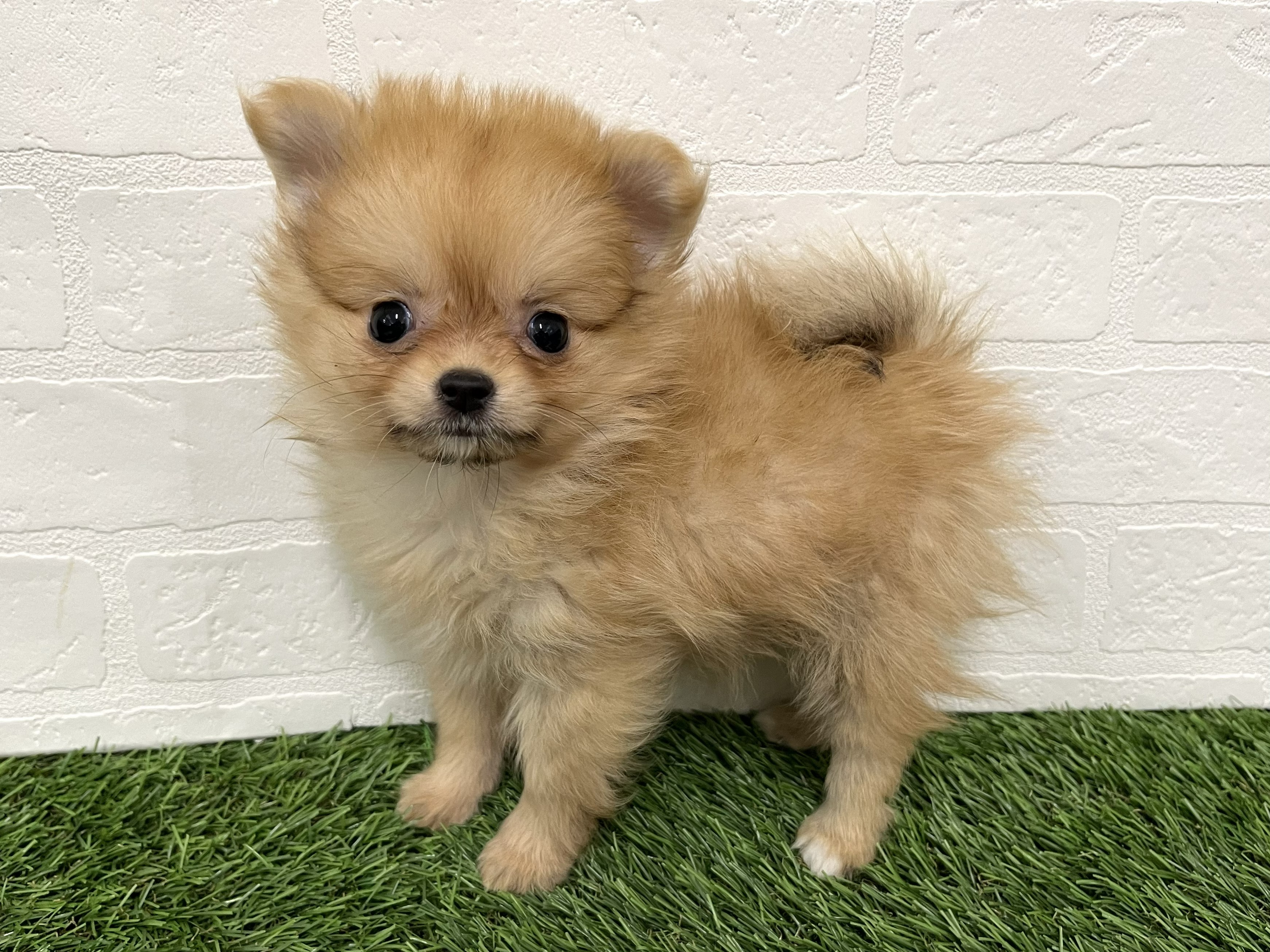 神奈川県のポメチワ/チワポメ/ポメチー(ポメラニアン×チワワ) (ワンニャンハウス新山下店/2026年1月6日生まれ/女の子/オレンジ)の子犬の2枚目の画像