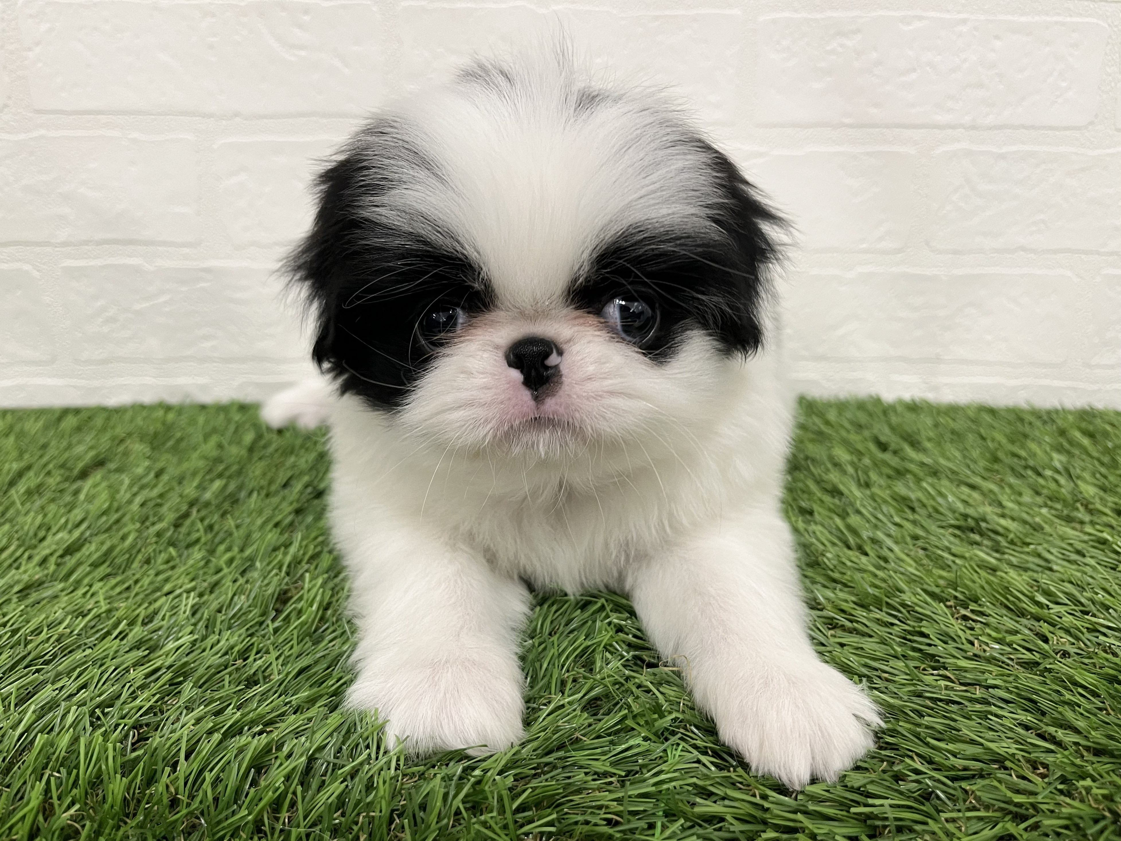 神奈川県の狆 (ワンニャンハウス新山下店/2026年3月6日生まれ/男の子/白黒)の子犬の1枚目の画像