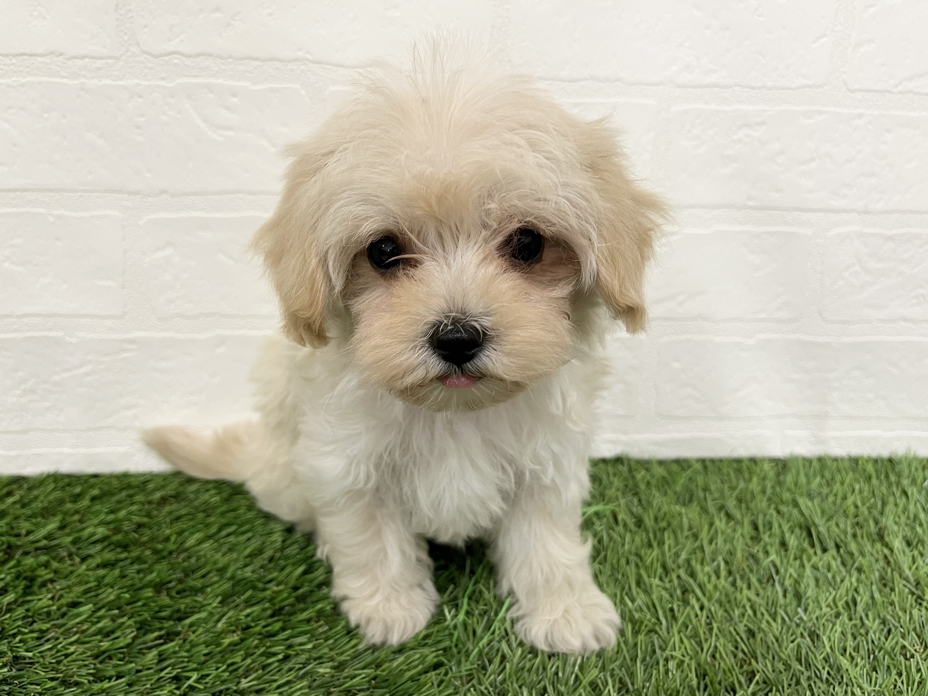 神奈川県のマルプー(マルチーズ×プードル) (ワンニャンハウス新山下店/2026年2月1日生まれ/男の子/クリーム&アプリコット)の子犬の1枚目の画像