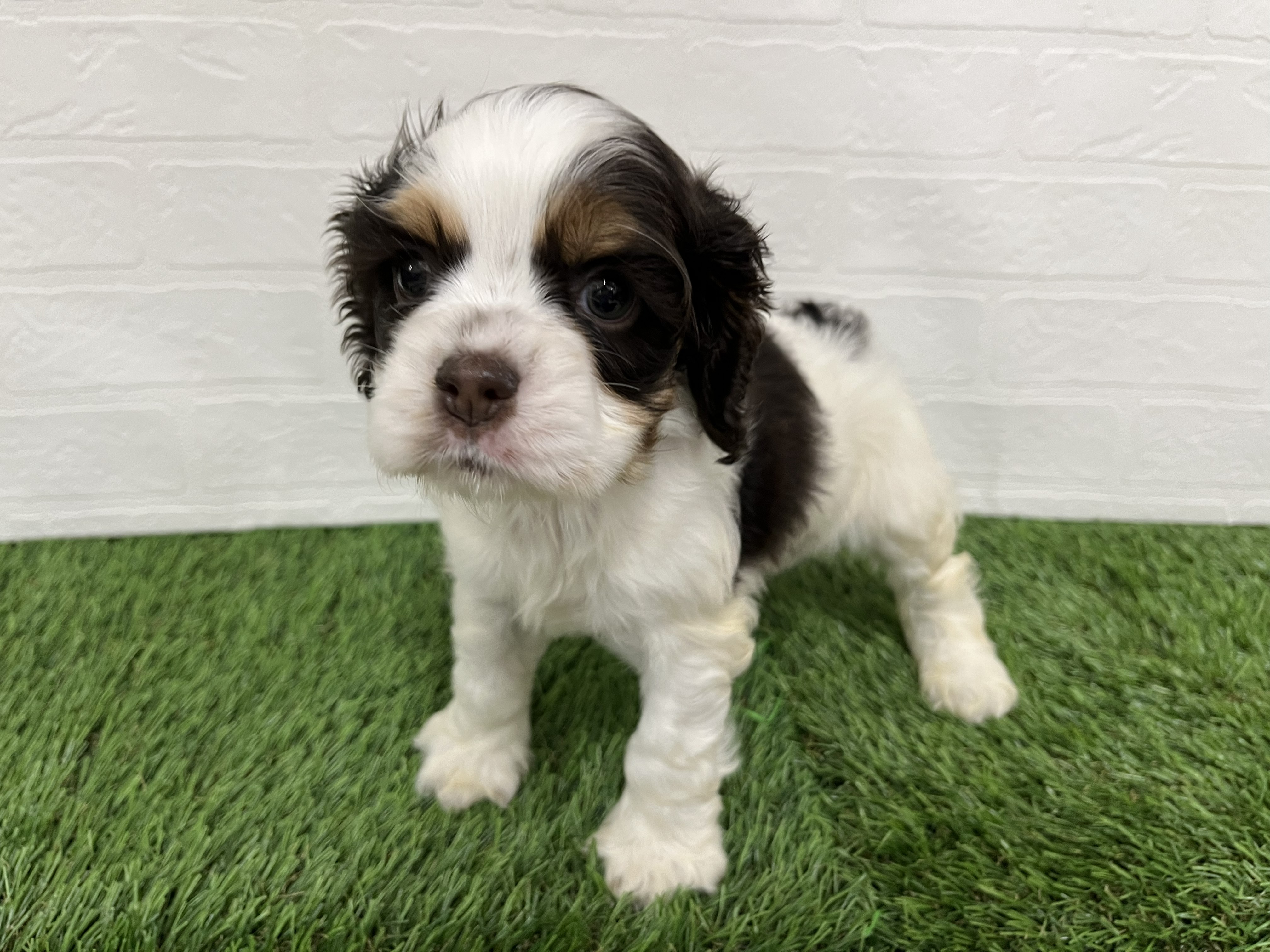 神奈川県のアメリカンコッカースパニエル (ワンニャンハウス新山下店/2026年1月15日生まれ/女の子/ホワイトチョコレートタン)の子犬の2枚目の画像