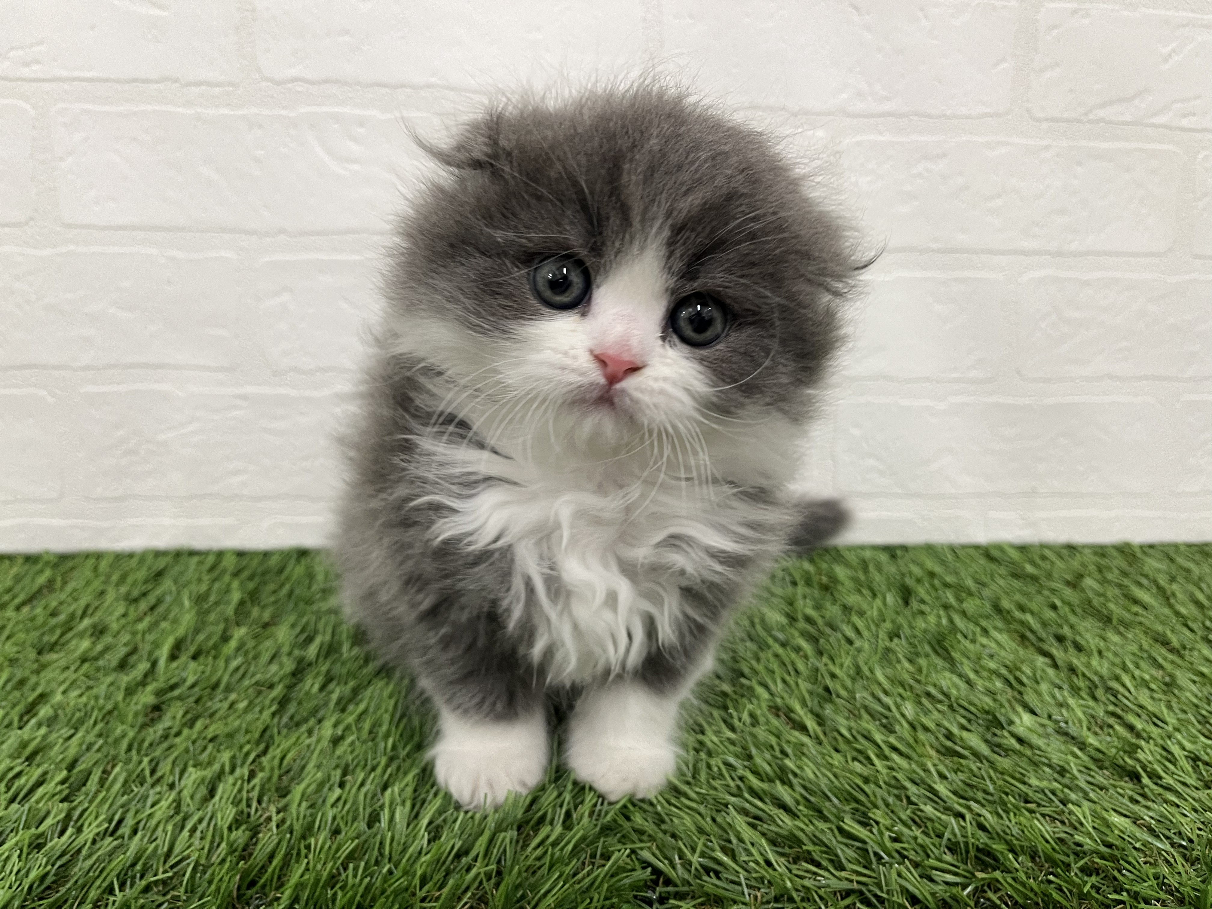 神奈川県のスコティッシュフォールド (ワンニャンハウス新山下店/2025年12月15日生まれ/男の子/ブルーホワイト)の子猫の3枚目の画像