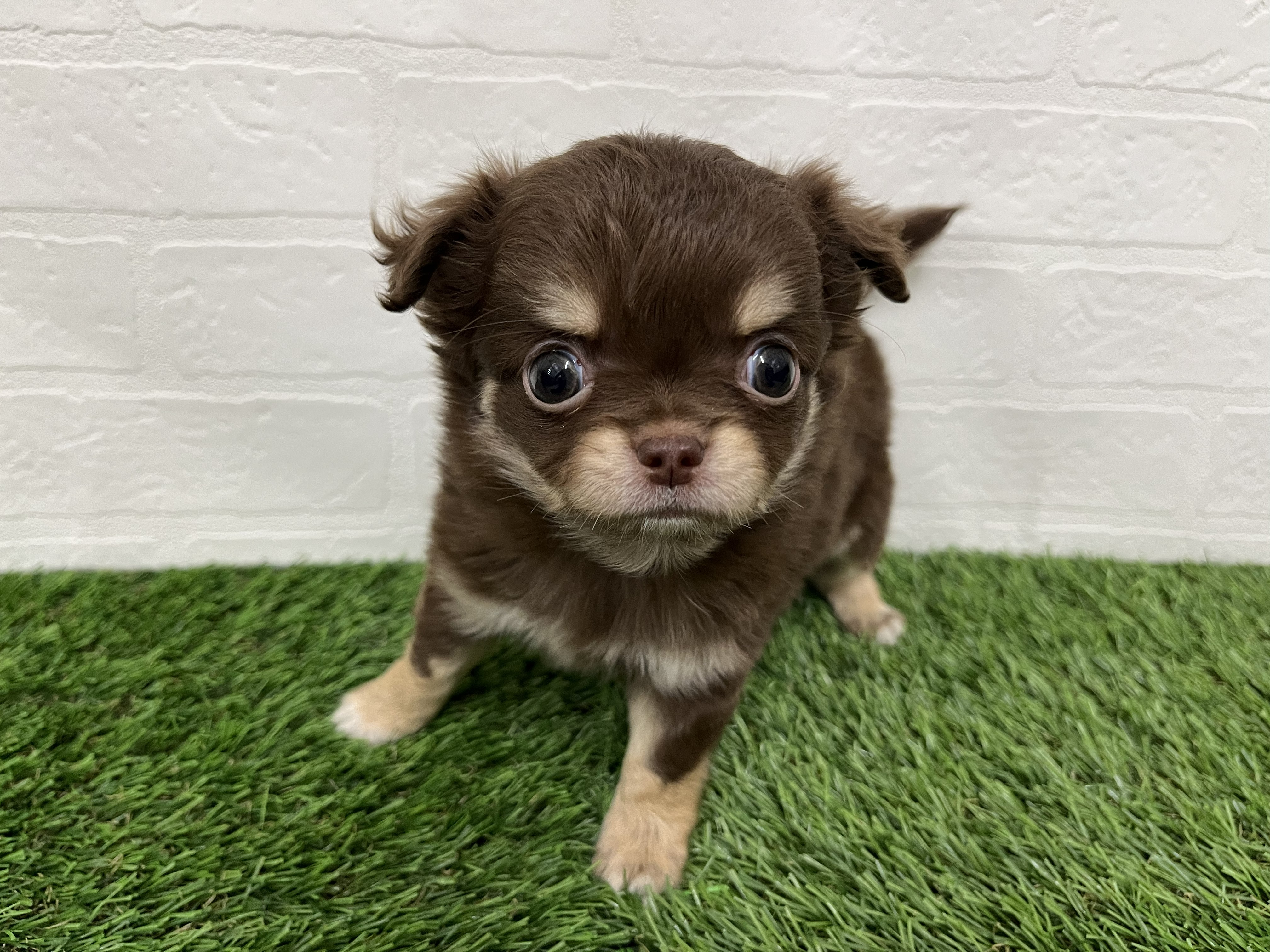 神奈川県のチワワ(ロング) (ワンニャンハウス新山下店/2025年12月1日生まれ/男の子/チョコレートタン)の子犬の3枚目の画像
