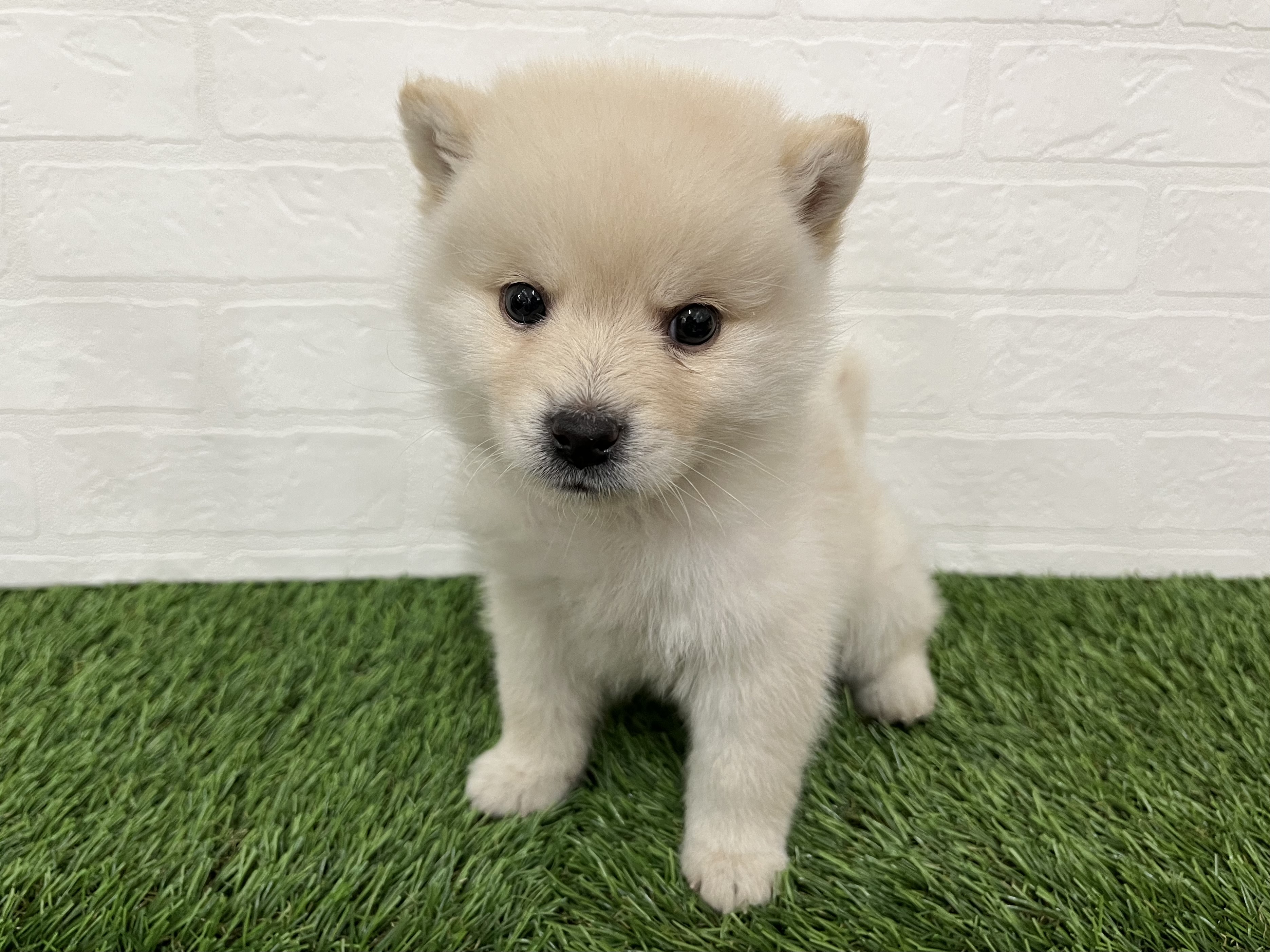 神奈川県のハーフ犬・ミックス犬 (ワンニャンハウス新山下店/2025年10月11日生まれ/男の子/クリーム)の子犬の3枚目の画像