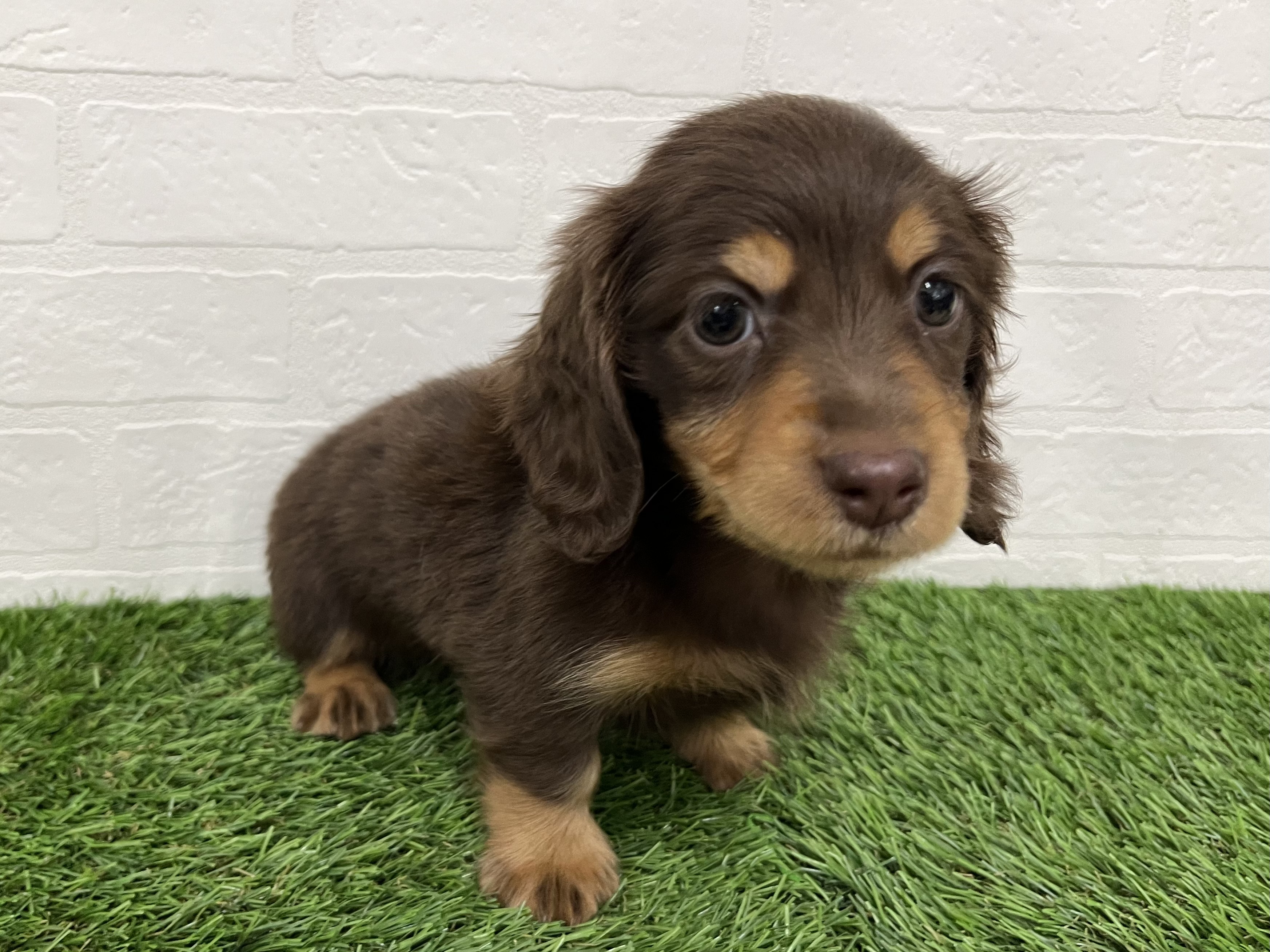 神奈川県のミニチュアダックスフンド(ロング) (ワンニャンハウス新山下店/2025年9月20日生まれ/女の子/チョコレートタン)の子犬の2枚目の画像