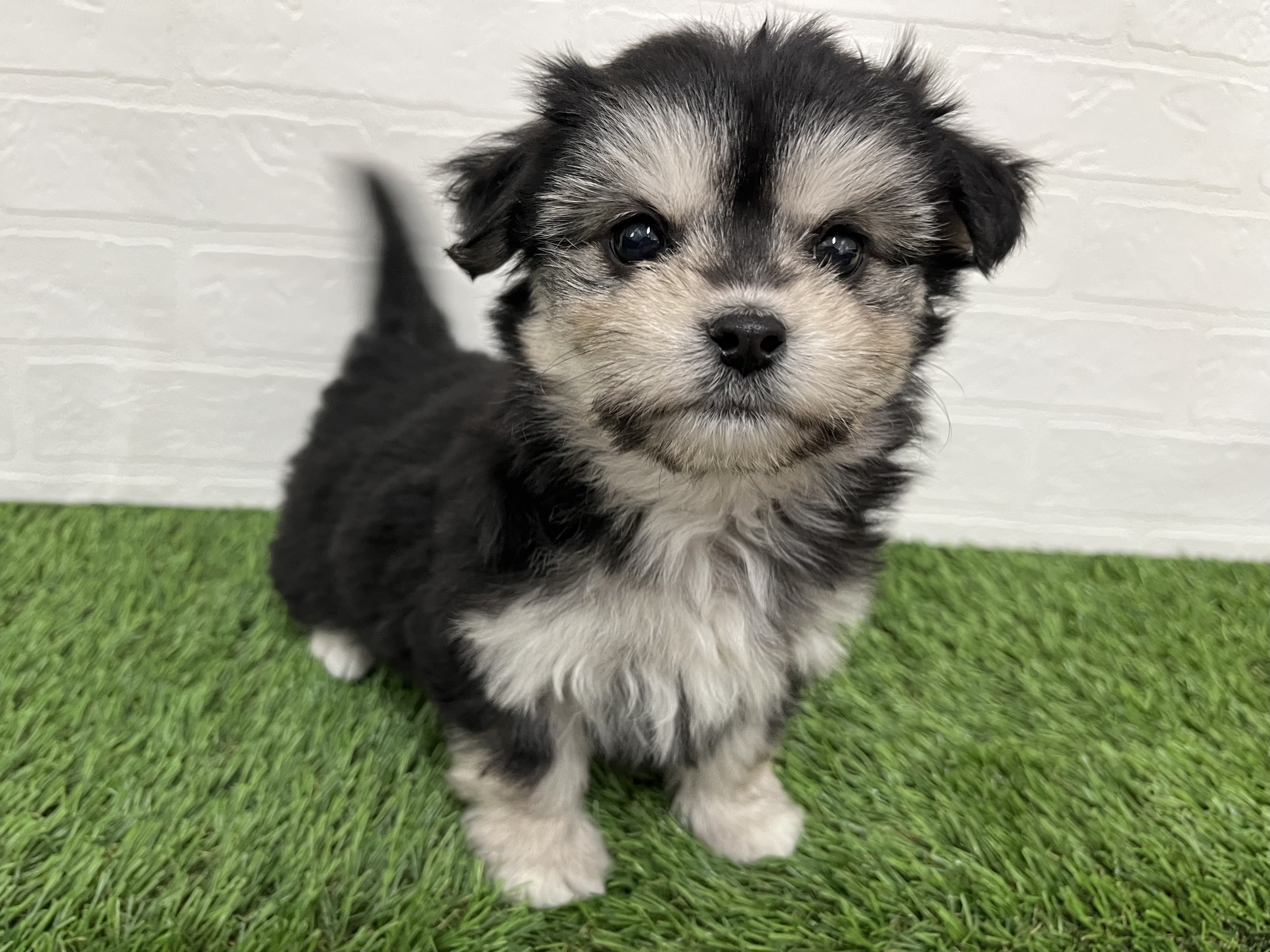 神奈川県のチワマル/マルチワ(チワワ×マルチーズ) (ワンニャンハウス新山下店/2025年10月23日生まれ/女の子/ブラックタン)の子犬の2枚目の画像