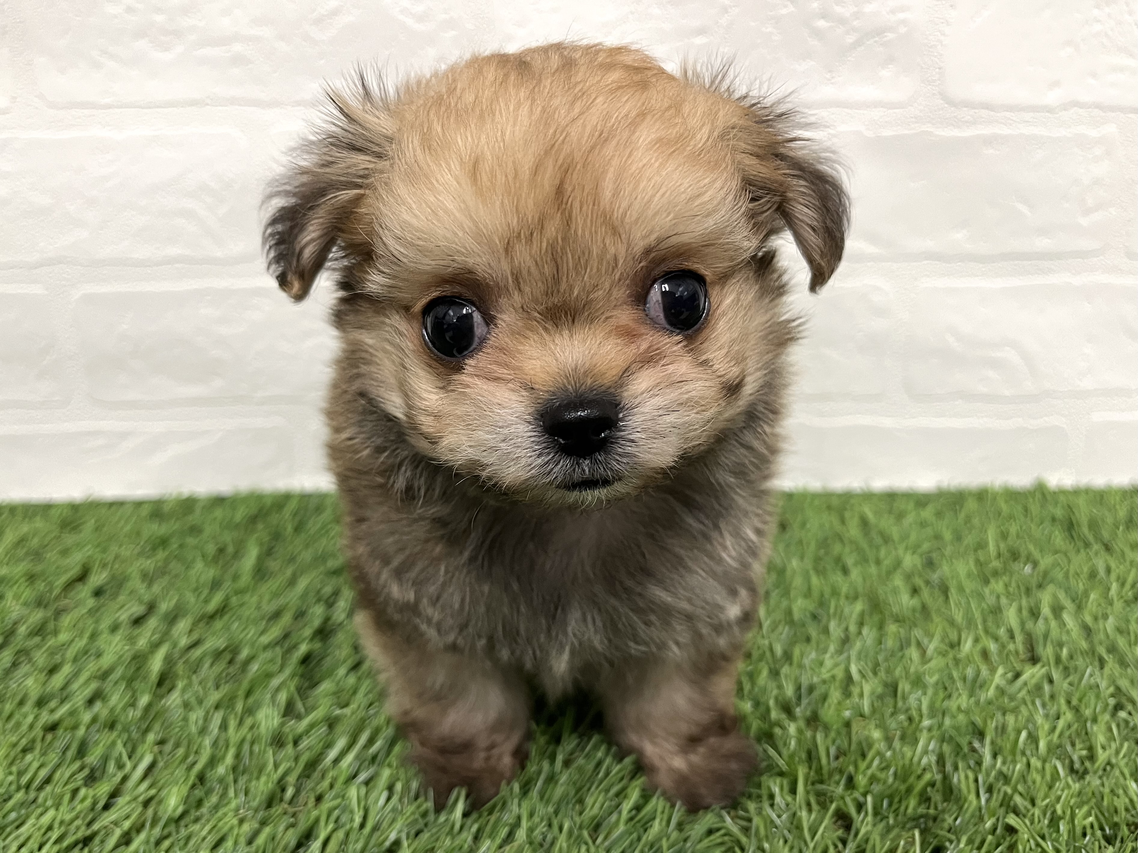 神奈川県のチワマル/マルチワ(チワワ×マルチーズ) (ワンニャンハウス新山下店/2025年9月6日生まれ/男の子/フォーン)の子犬の1枚目の画像