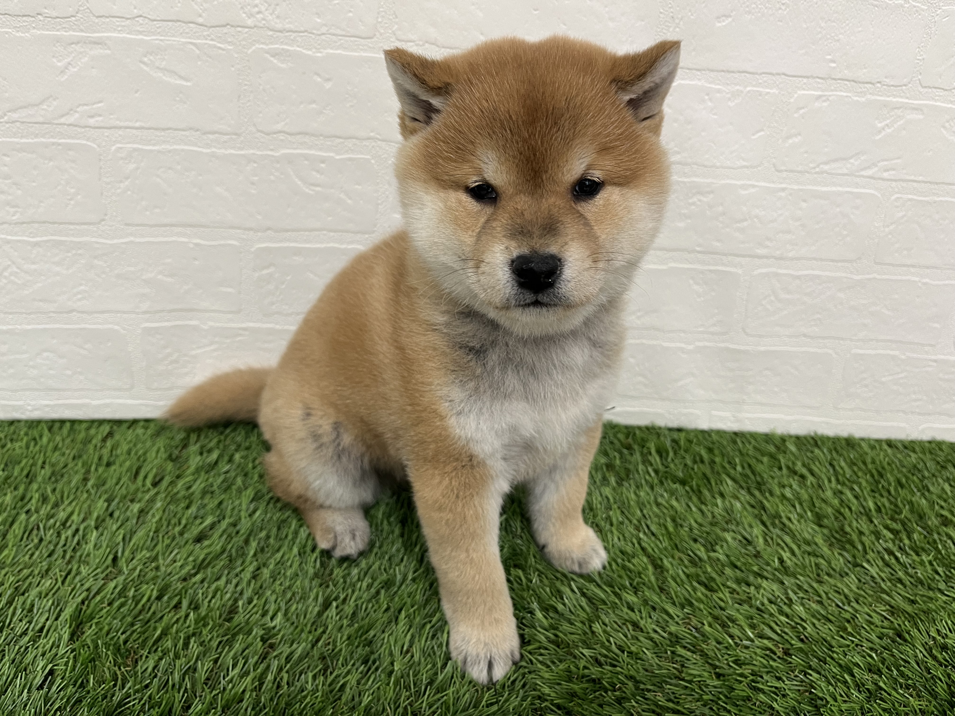 神奈川県の柴犬(標準サイズ) (ワンニャンハウス新山下店/2025年11月1日生まれ/男の子/赤)の子犬の2枚目の画像
