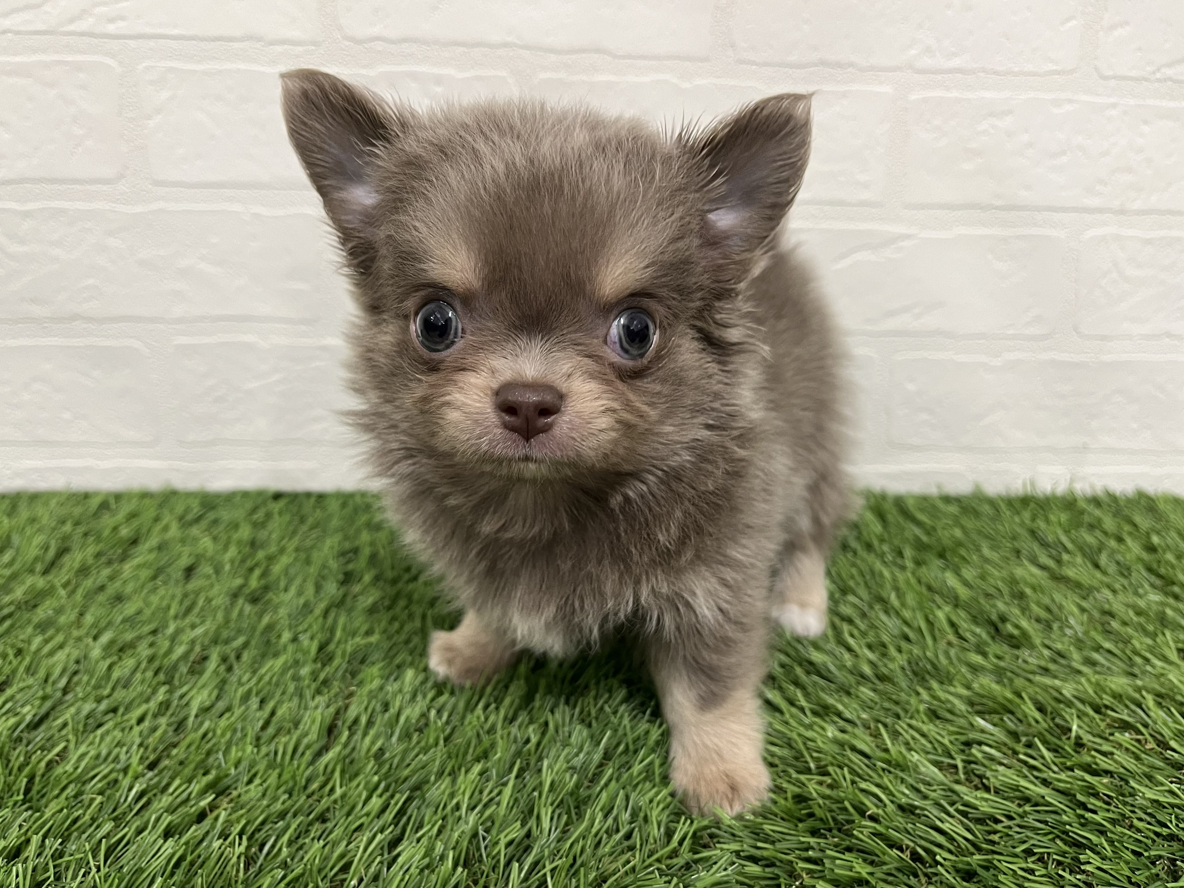 神奈川県のチワワ(ロング) (ワンニャンハウス新山下店/2025年12月9日生まれ/男の子/イザベラタン&ホワイト)の子犬の4枚目の画像