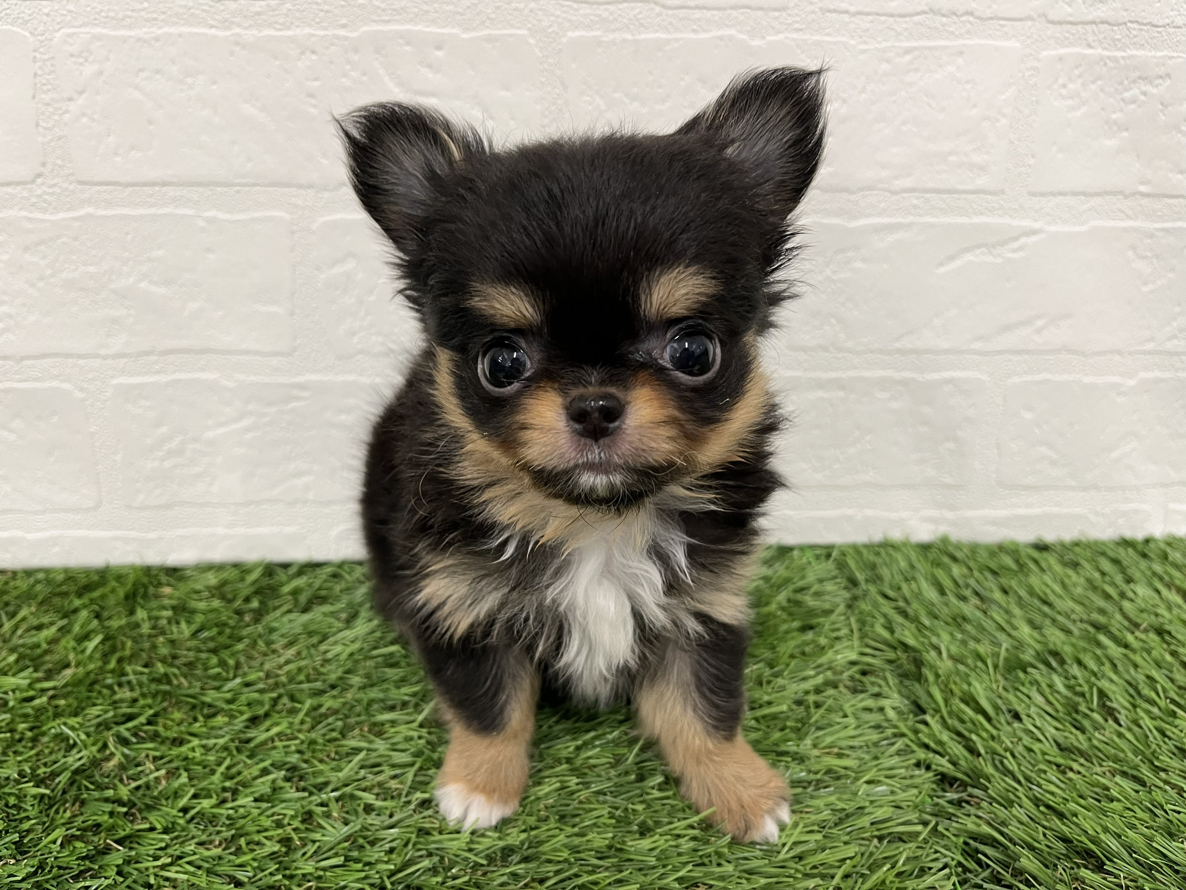 神奈川県のチワワ(ロング) (ワンニャンハウス新山下店/2026年2月9日生まれ/女の子/ブラックタンホワイト)の子犬の1枚目の画像