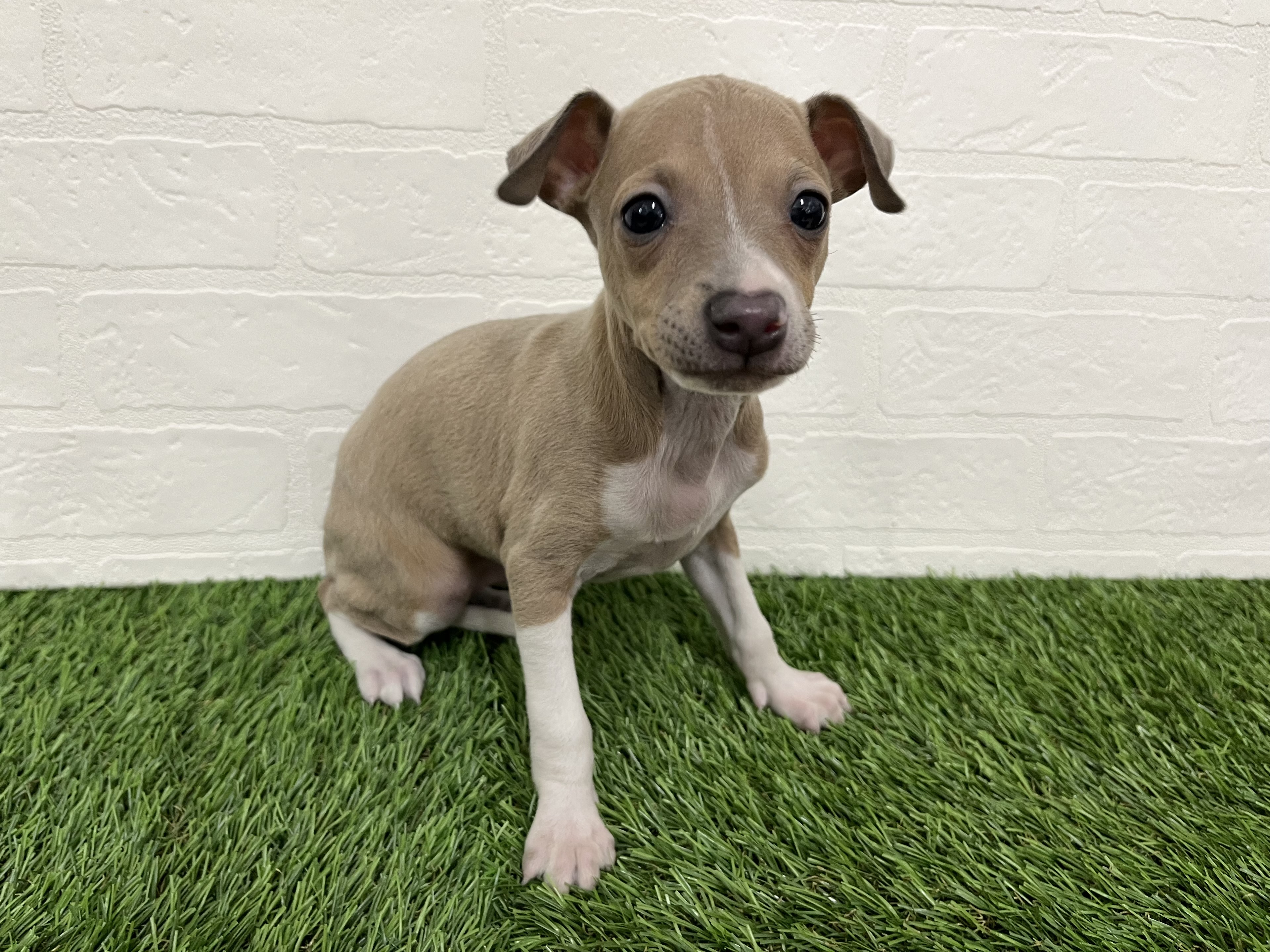 神奈川県のイタリアングレーハウンド (ワンニャンハウス新山下店/2025年11月10日生まれ/女の子/フォーンホワイト)の子犬の2枚目の画像