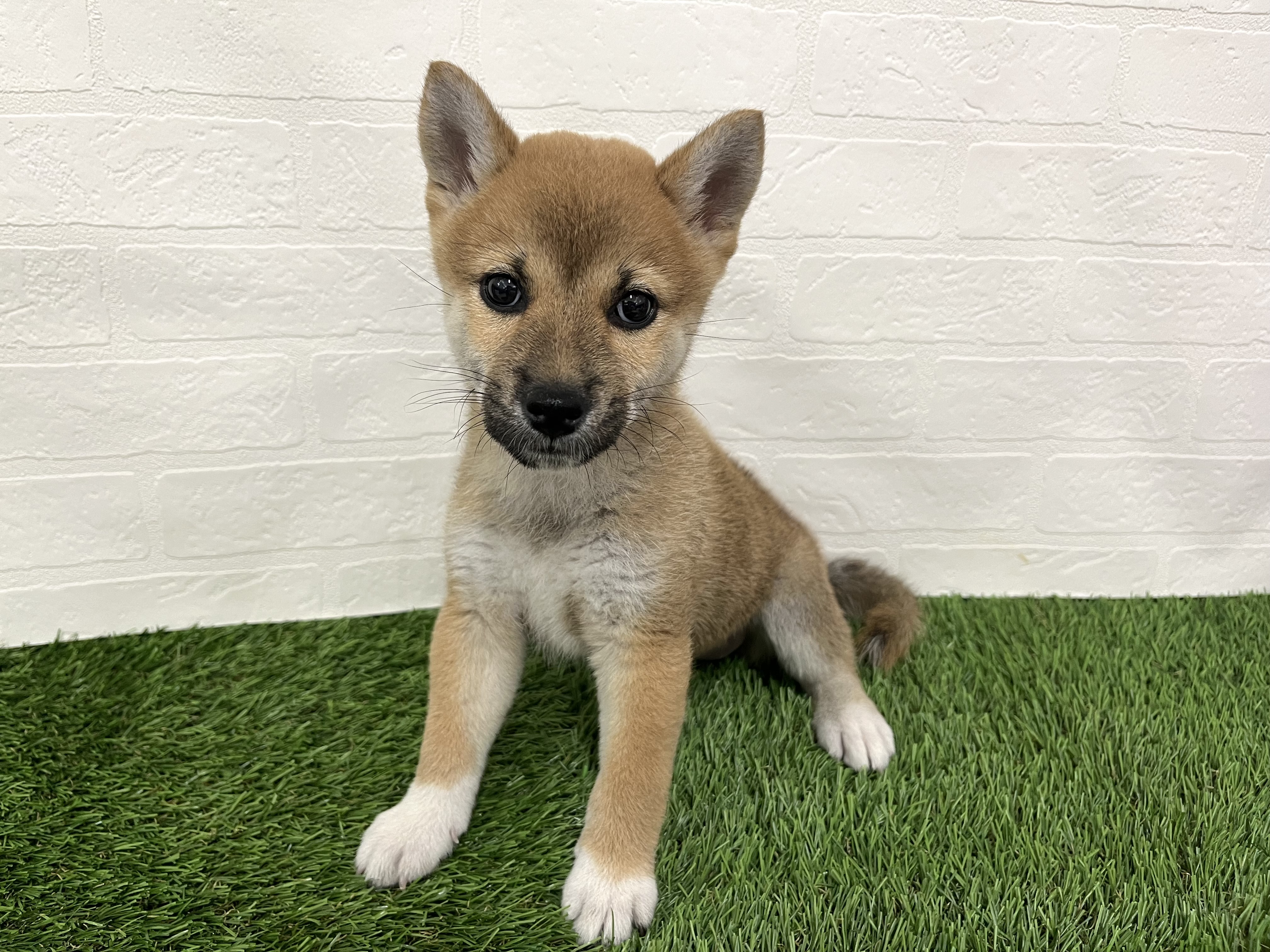 神奈川県の柴犬(標準サイズ) (ワンニャンハウス新山下店/2025年8月17日生まれ/女の子/赤)の子犬の2枚目の画像