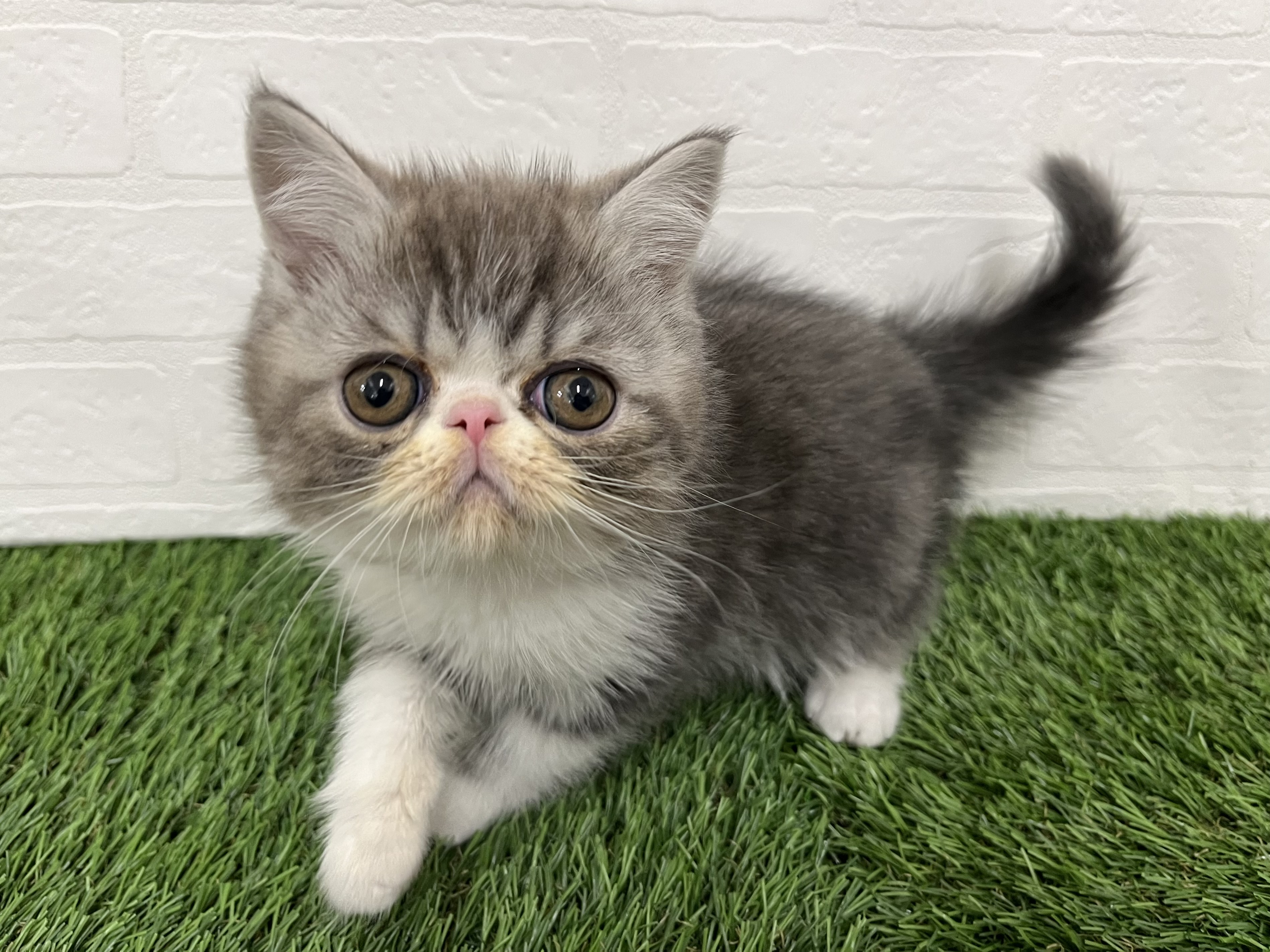 神奈川県のエキゾチックショートヘアー (ワンニャンハウス新山下店/2025年10月29日生まれ/男の子/シルバータビーホワイト)の子猫の2枚目の画像