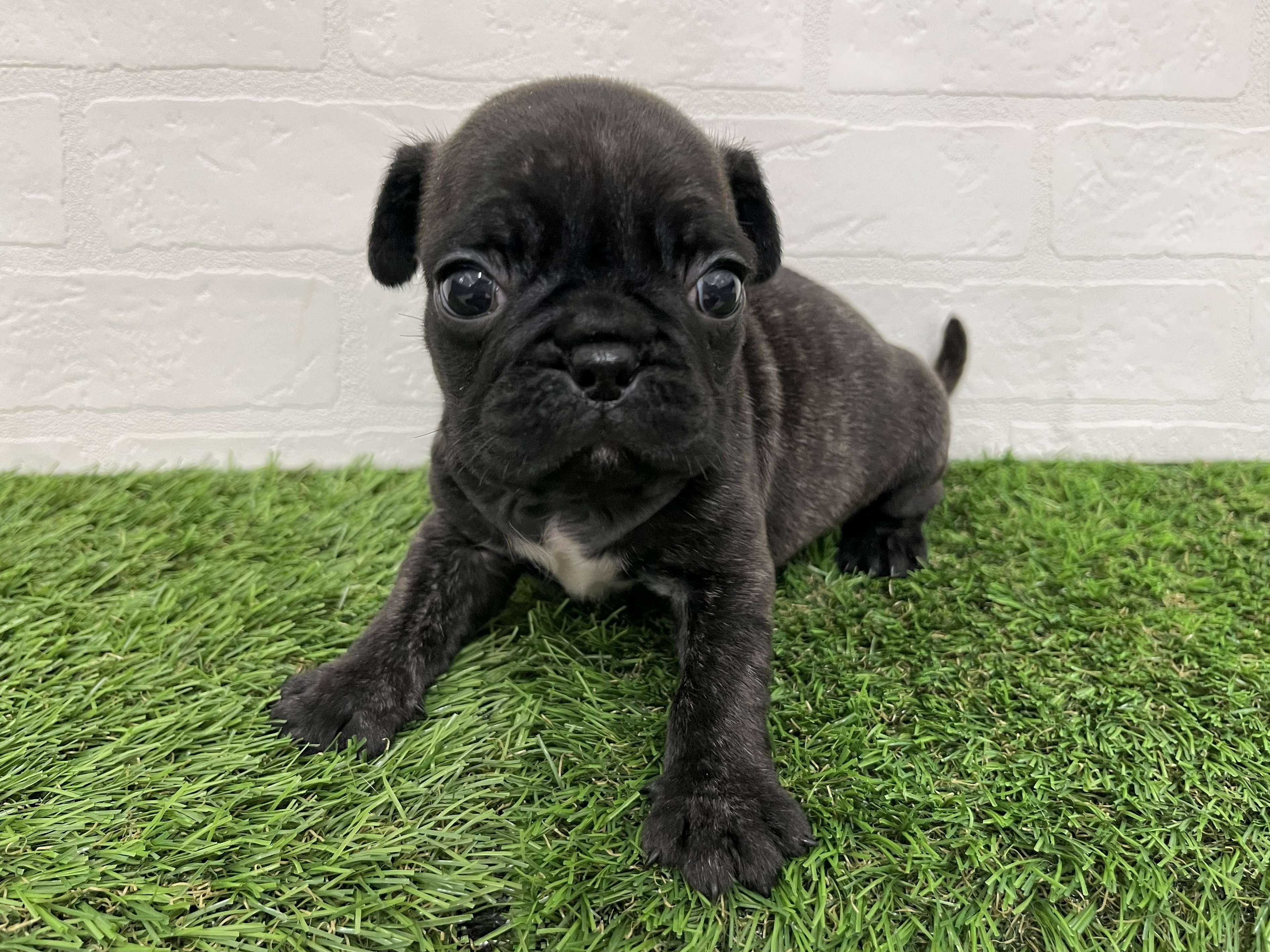 神奈川県のフレンチパグ/パグフレンチ(フレンチブルドック×パグ) (ワンニャンハウス新山下店/2026年1月24日生まれ/女の子/ブリンドル)の子犬の3枚目の画像