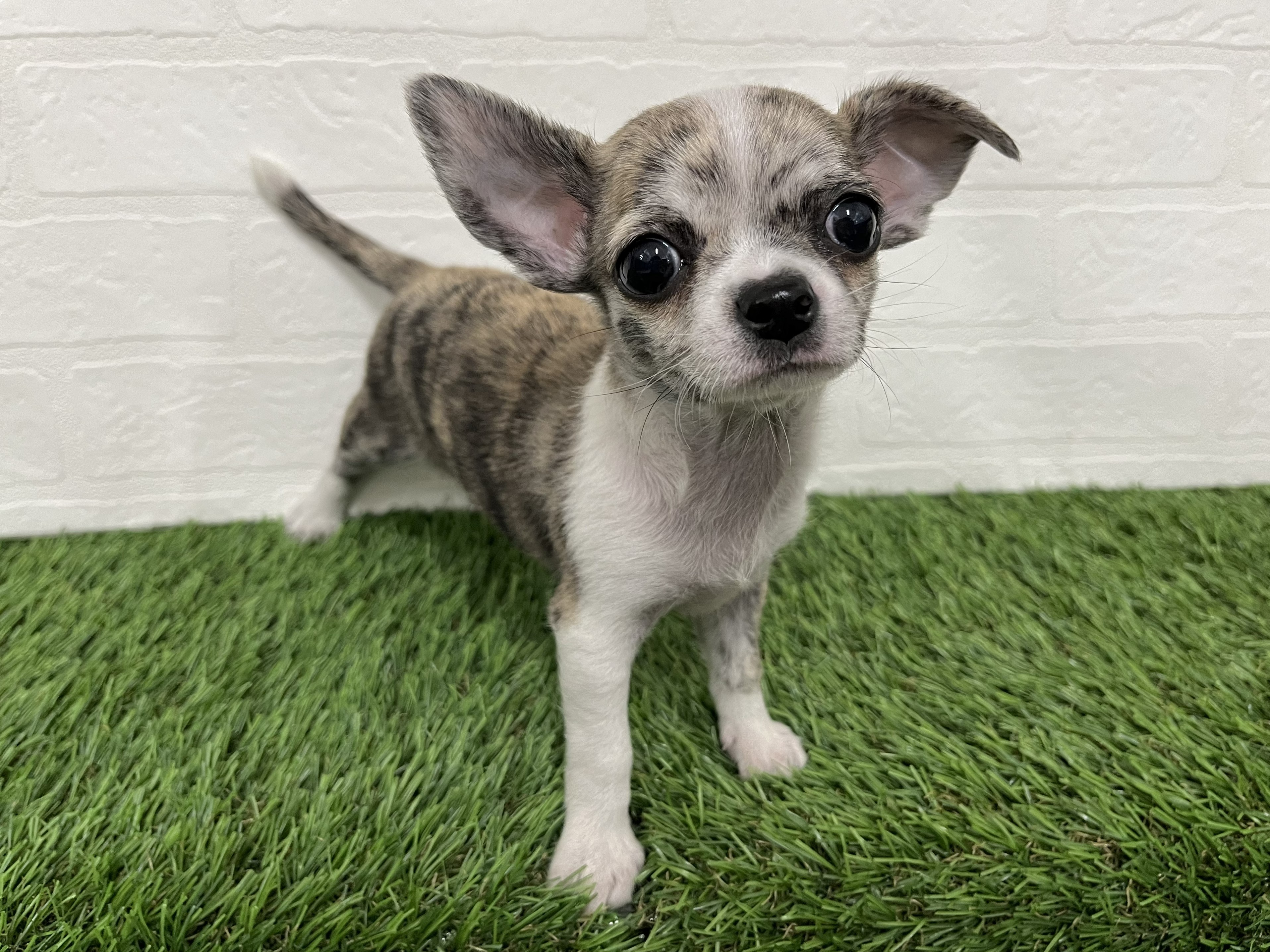 神奈川県のチワワ(ロング) (ワンニャンハウス新山下店/2025年12月20日生まれ/男の子/ブリンドルホワイト)の子犬の2枚目の画像