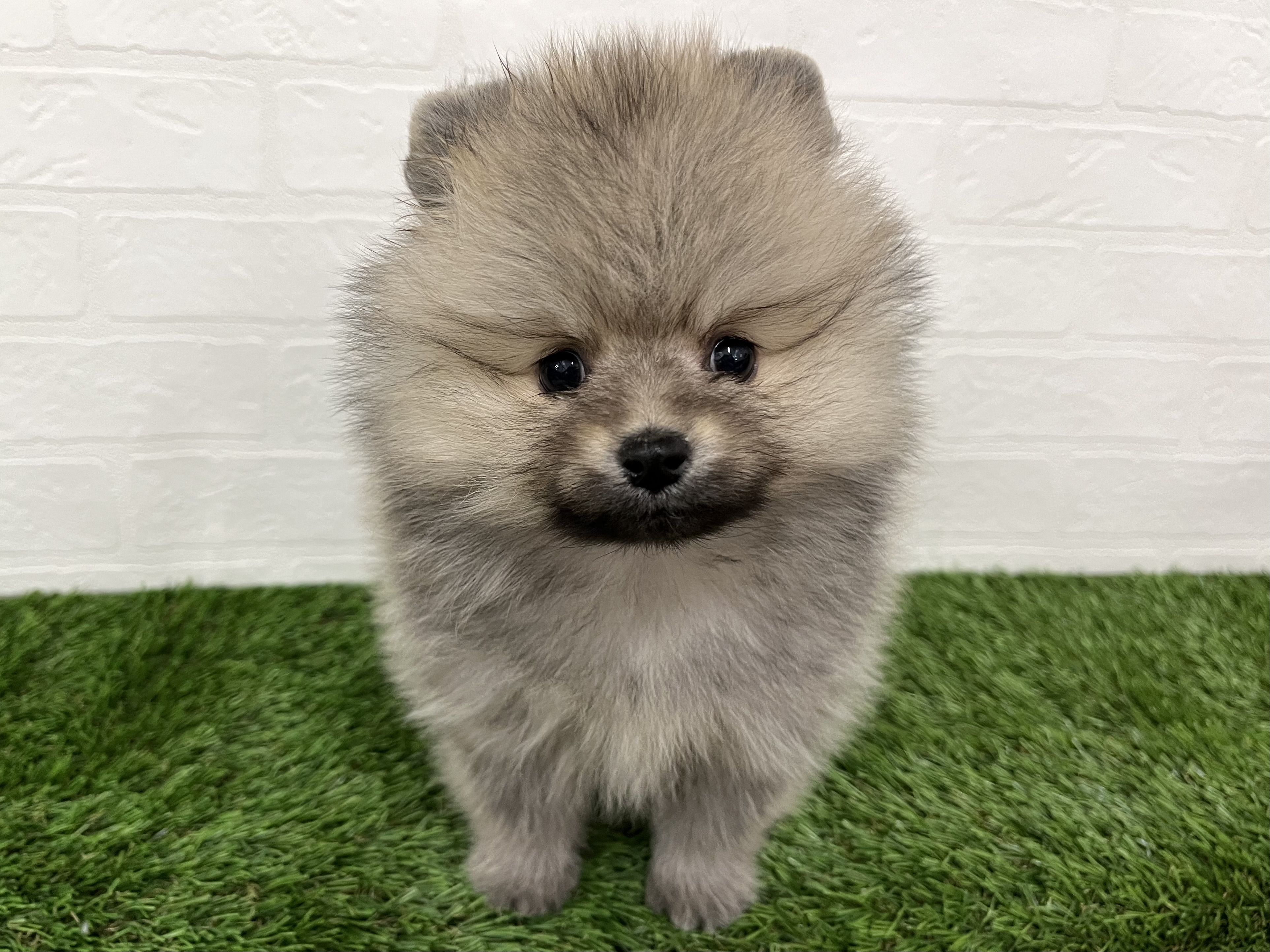 神奈川県のポメラニアン (ワンニャンハウス新山下店/2025年11月9日生まれ/男の子/クリームセーブル)の子犬の1枚目の画像