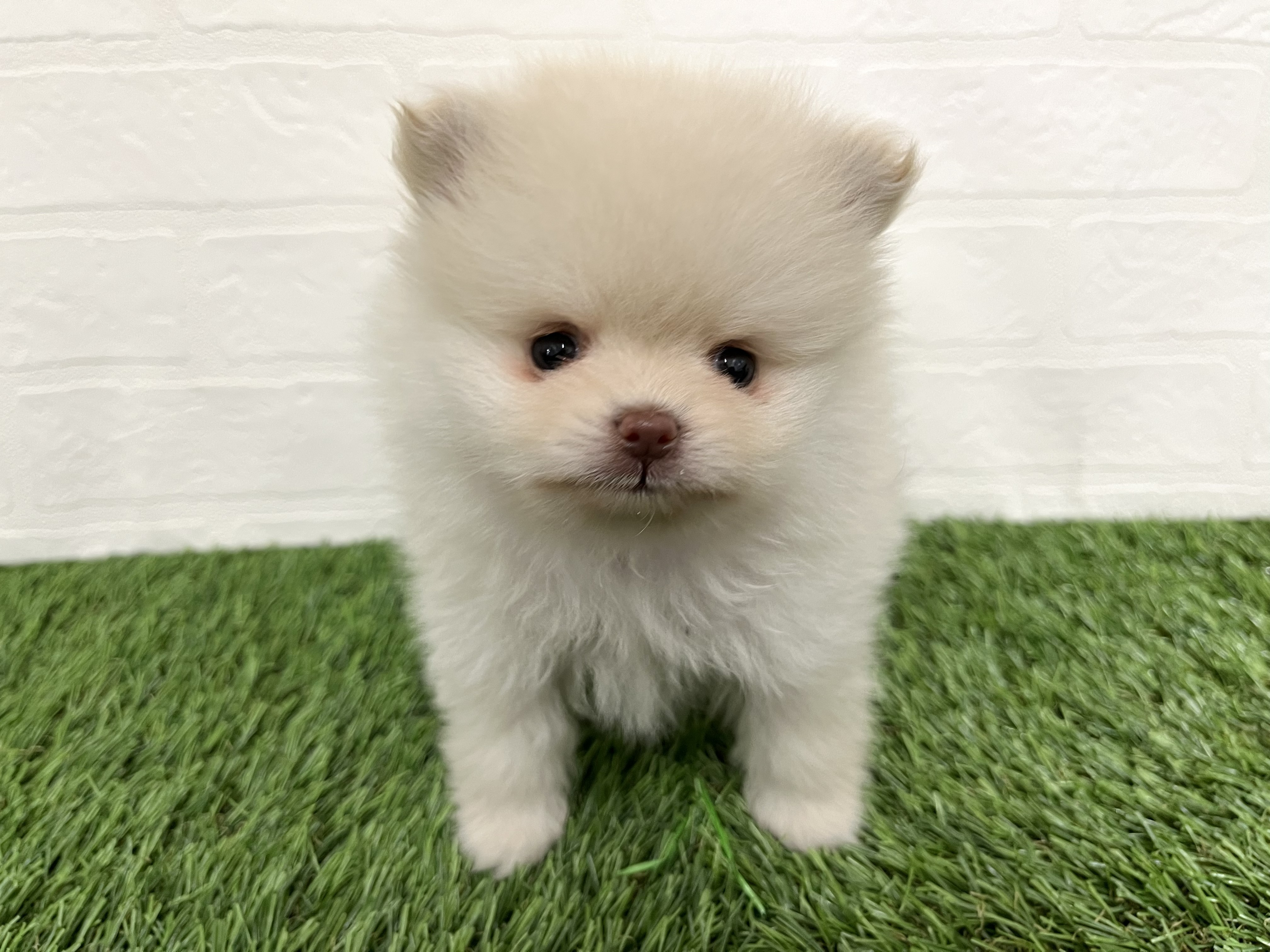 2026年1月14日生まれのポメラニアン