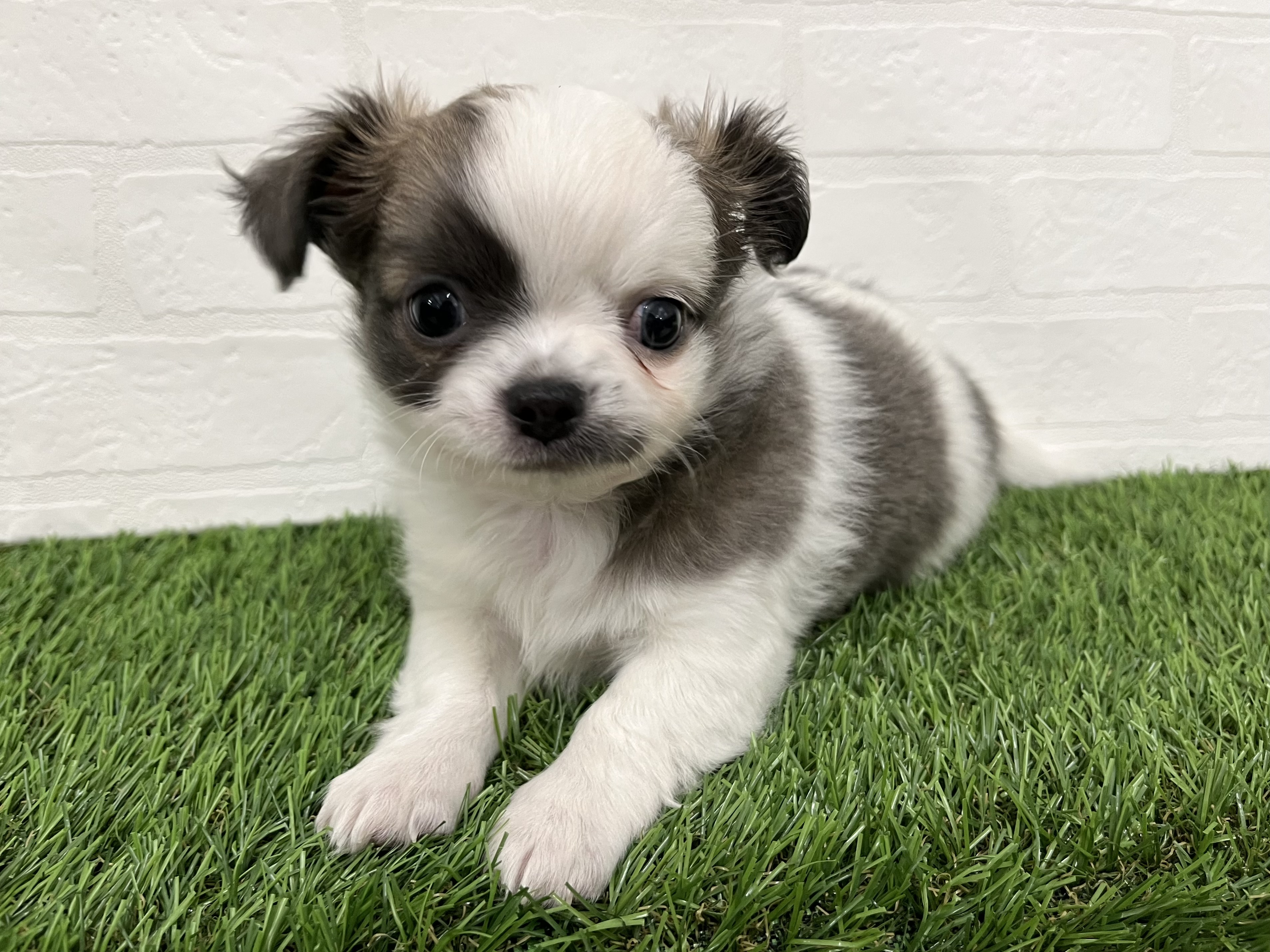 神奈川県のチワワ(ロング) (ワンニャンハウス新山下店/2025年10月13日生まれ/男の子/ホワイトブルーフォーン)の子犬の3枚目の画像