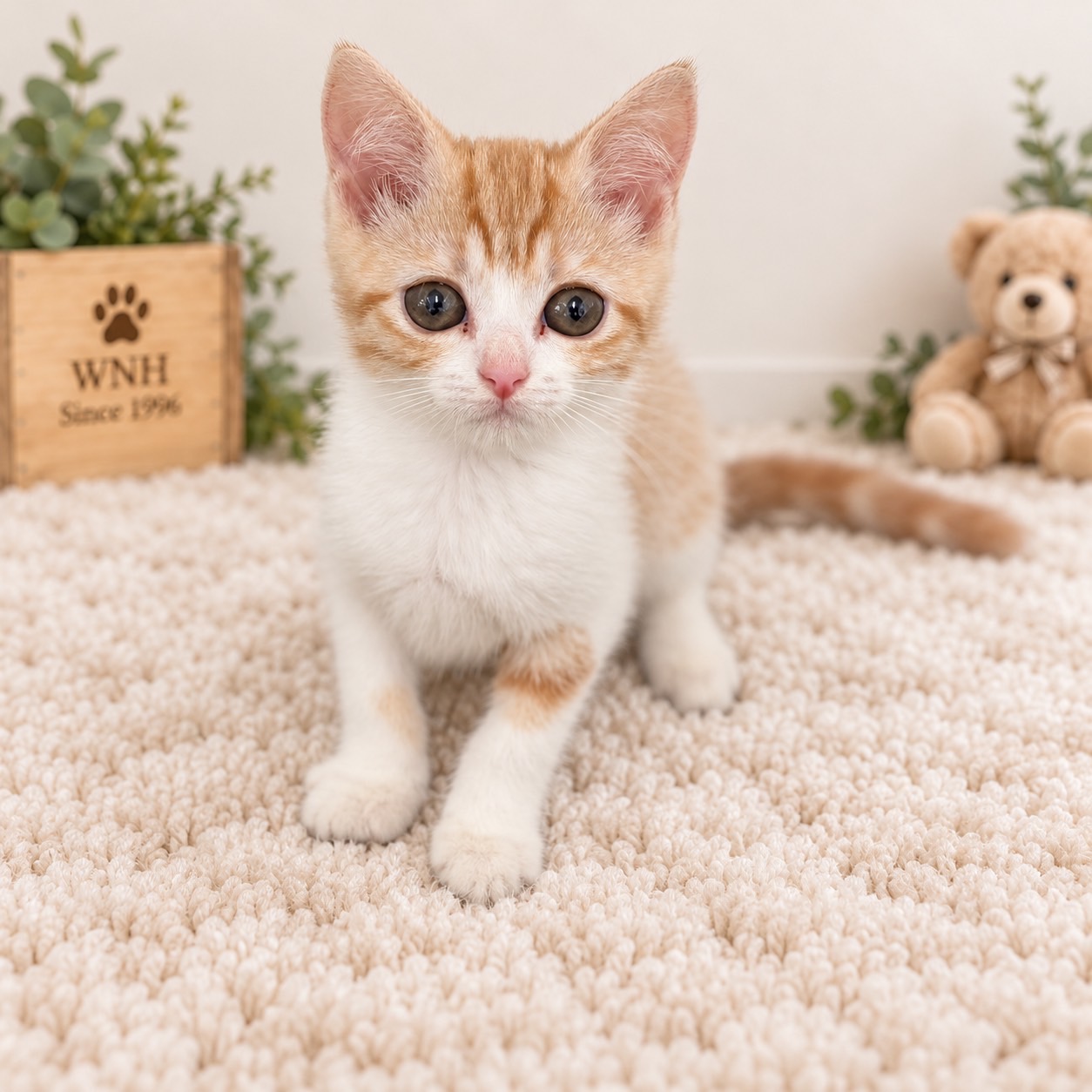 神奈川県のマンチカン (ワンニャンハウス新山下店/2026年8月4日生まれ/女の子/レッドタビーホワイト)の子猫の2枚目の画像