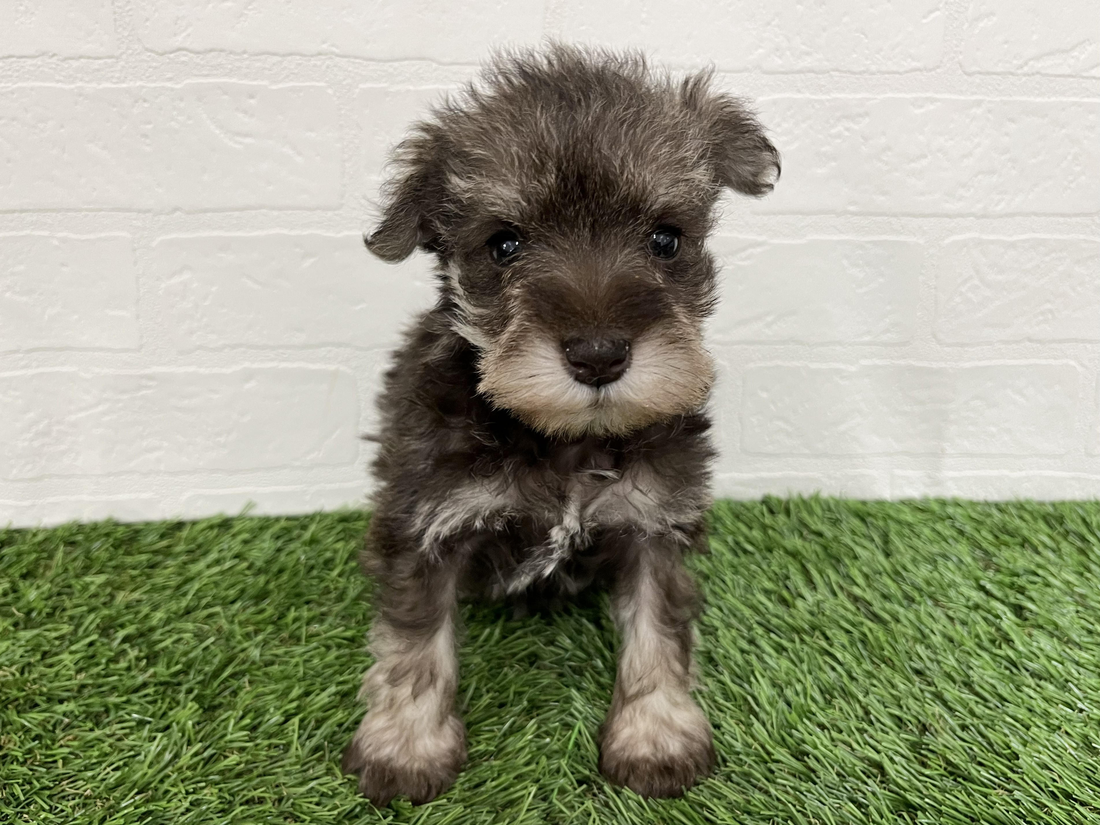 神奈川県のミニチュアシュナウザー (ワンニャンハウス新山下店/2026年2月1日生まれ/女の子/レバー&ペッパー)の子犬の1枚目の画像