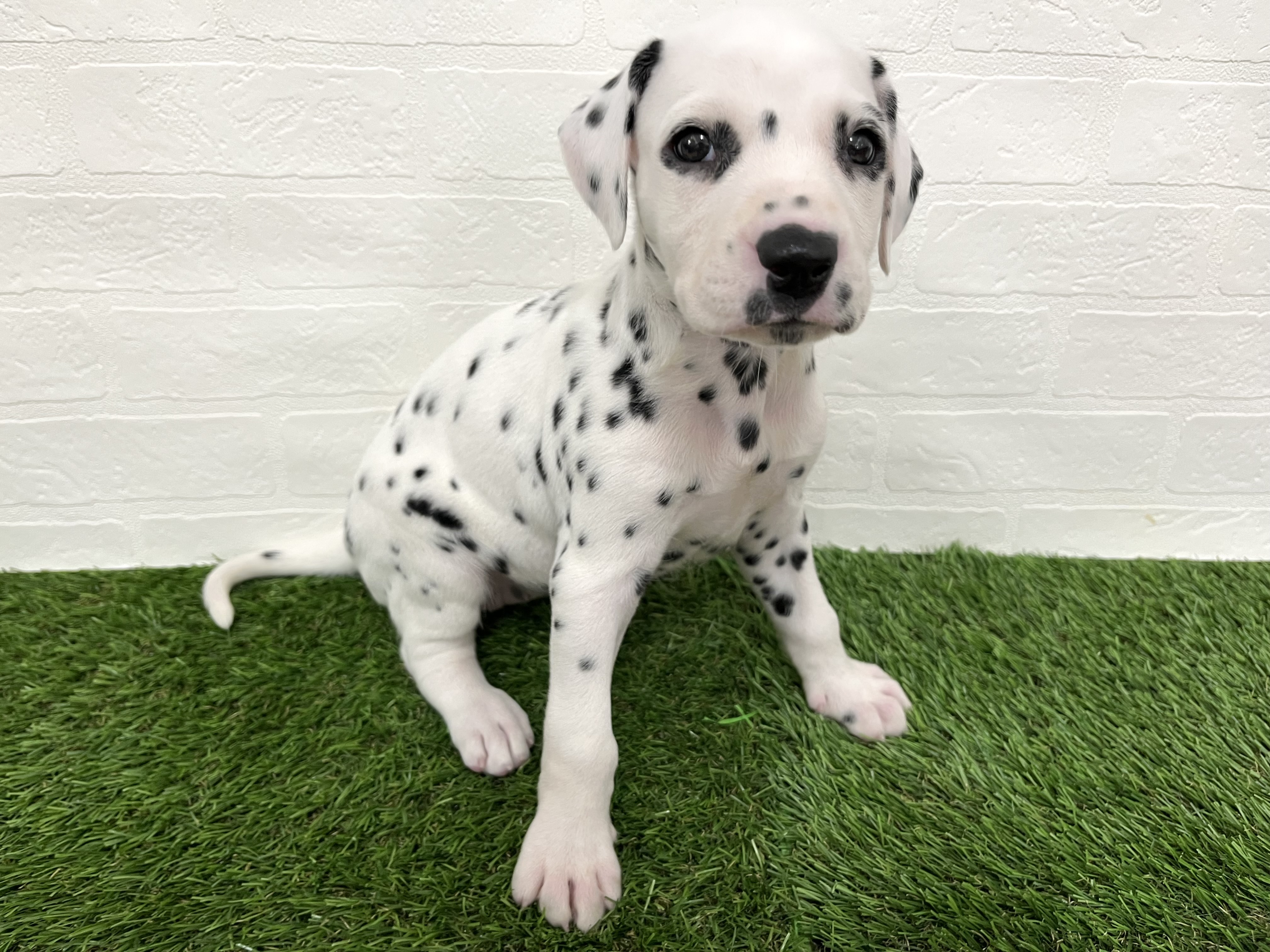 神奈川県のダルメシアン (ワンニャンハウス新山下店/2025年8月29日生まれ/女の子/ホワイトブラック)の子犬の3枚目の画像