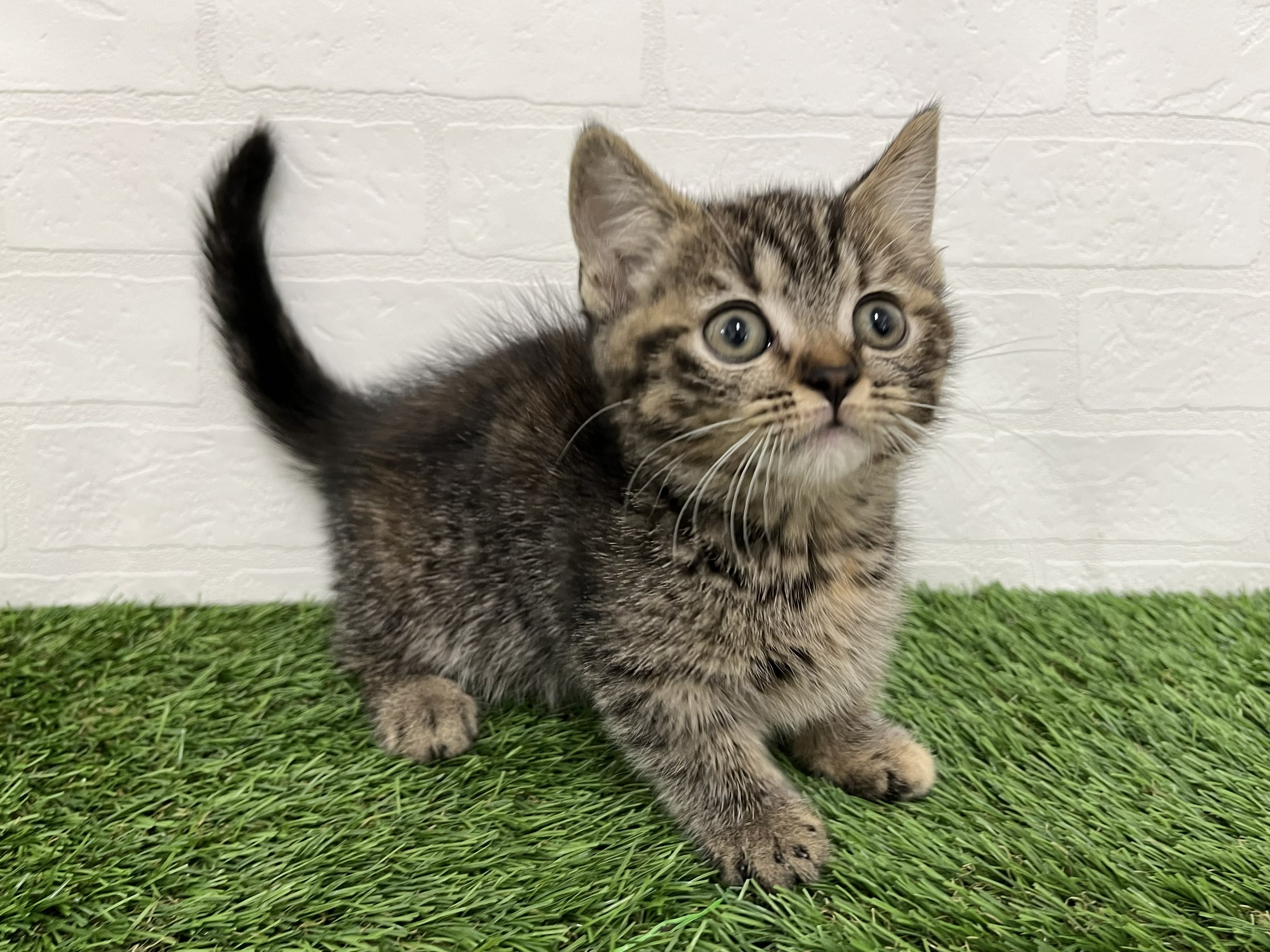 神奈川県のマンチカン (ワンニャンハウス新山下店/2026年2月9日生まれ/女の子/ブラウンパッチドタビー)の子猫の2枚目の画像