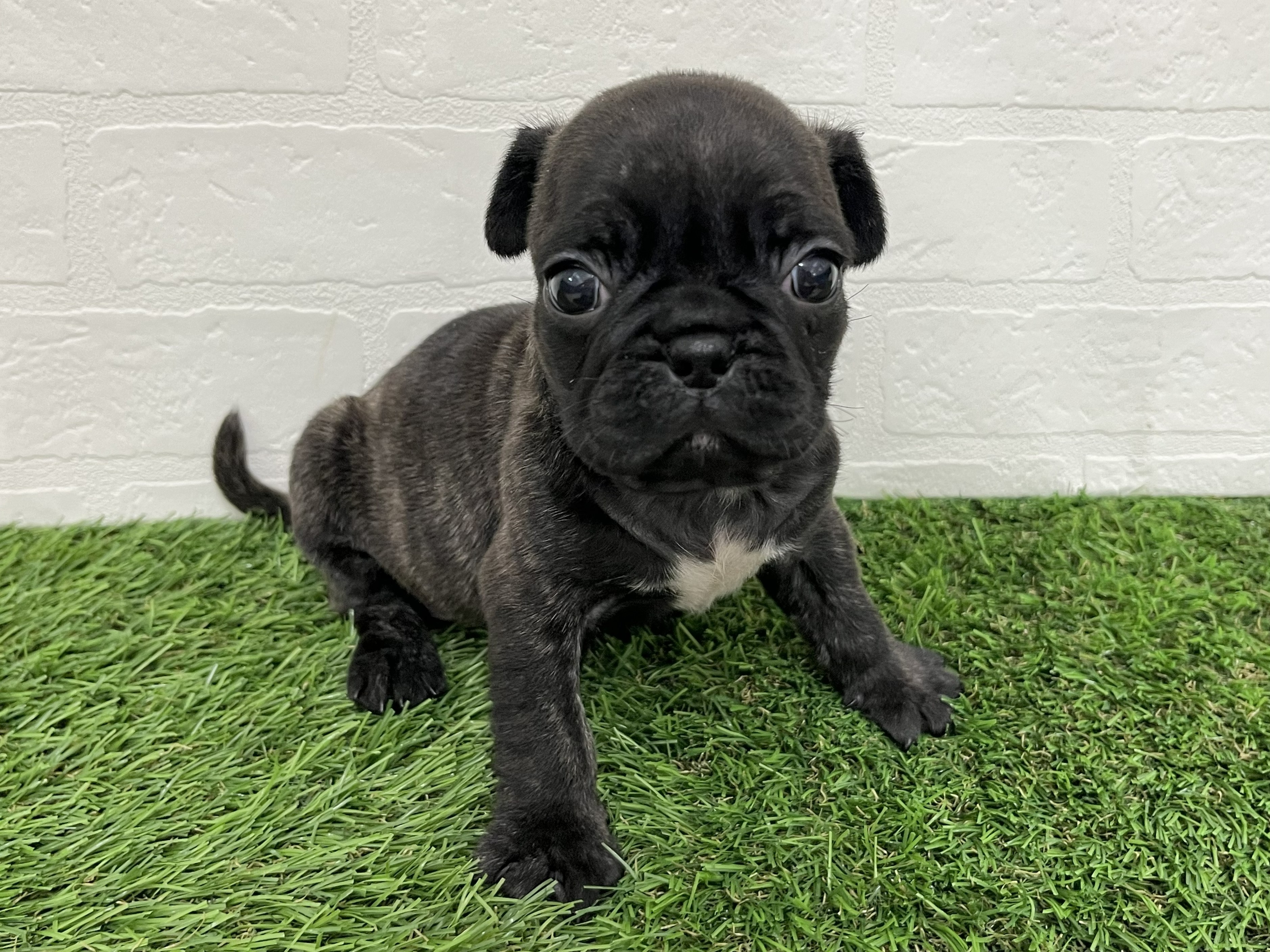 神奈川県のフレンチパグ/パグフレンチ(フレンチブルドック×パグ) (ワンニャンハウス新山下店/2026年1月24日生まれ/女の子/ブリンドル)の子犬の2枚目の画像