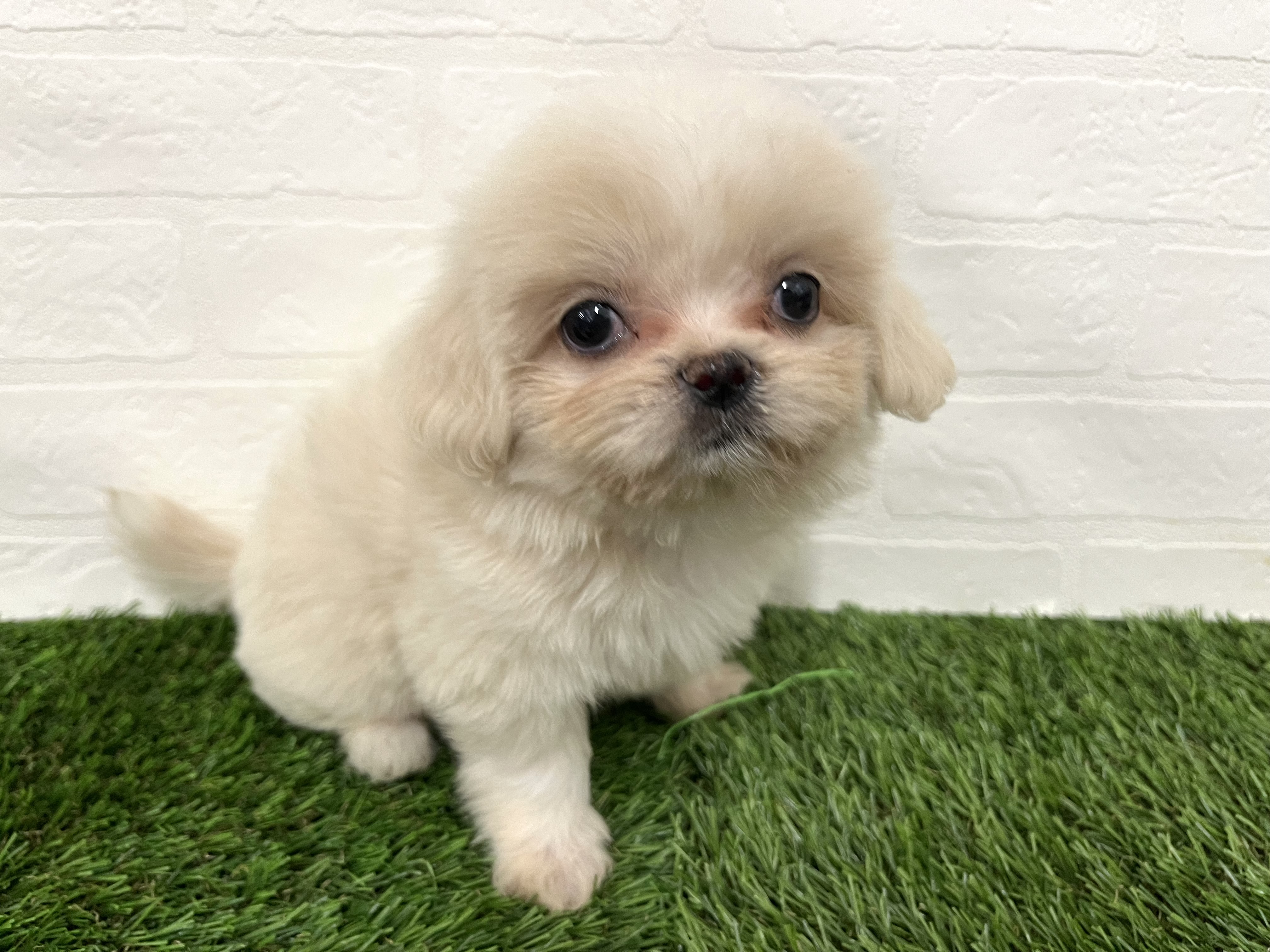 神奈川県のハーフ犬・ミックス犬 (ワンニャンハウス新山下店/2025年8月11日生まれ/女の子/ホワイト)の子犬の4枚目の画像