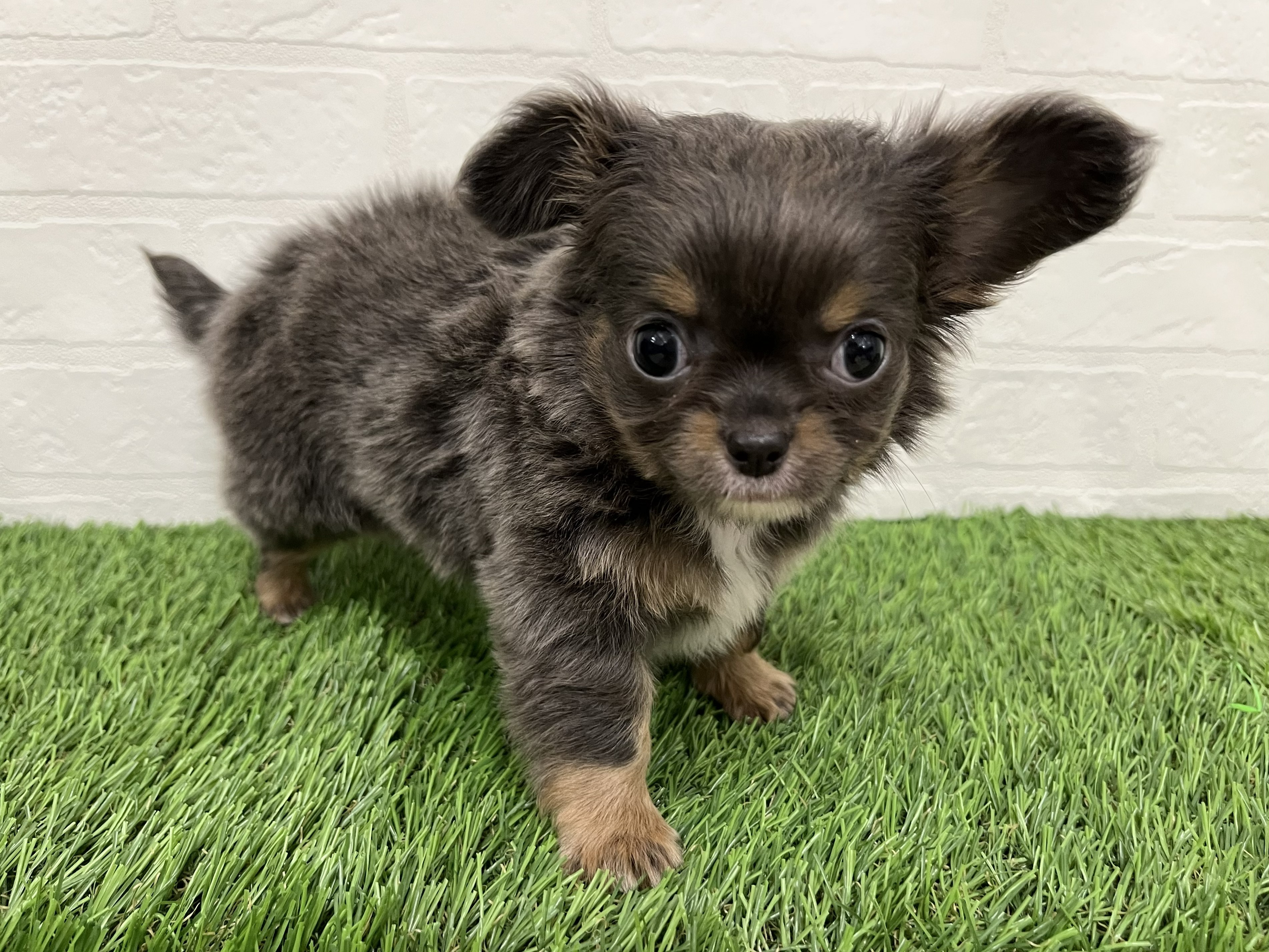 神奈川県のチワワ(ロング) (ワンニャンハウス新山下店/2026年2月24日生まれ/男の子/ブルータン)の子犬の3枚目の画像