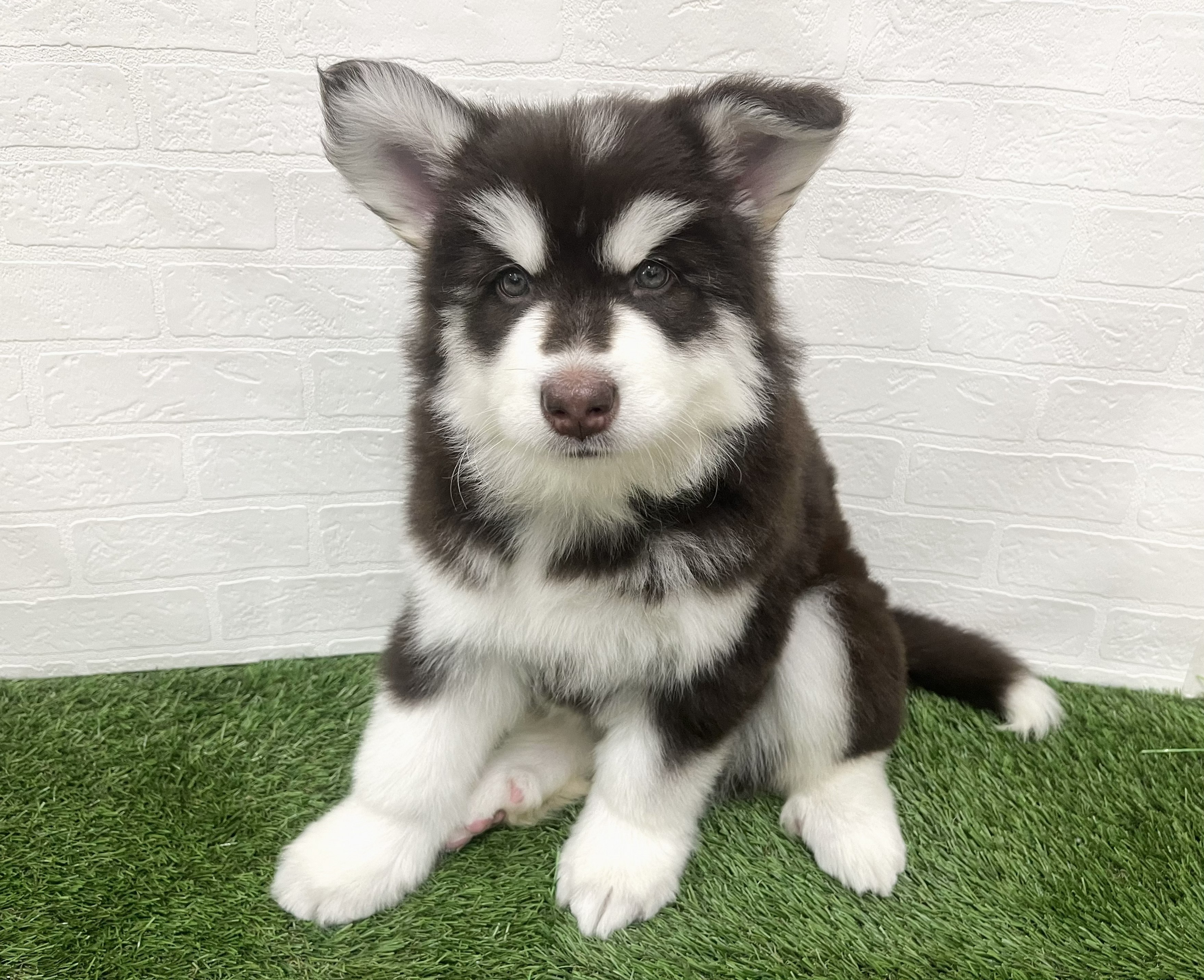 神奈川県のアラスカンマラミュート (ワンニャンハウス新山下店/2026年1月13日生まれ/女の子/ブラウンホワイト)の子犬の2枚目の画像