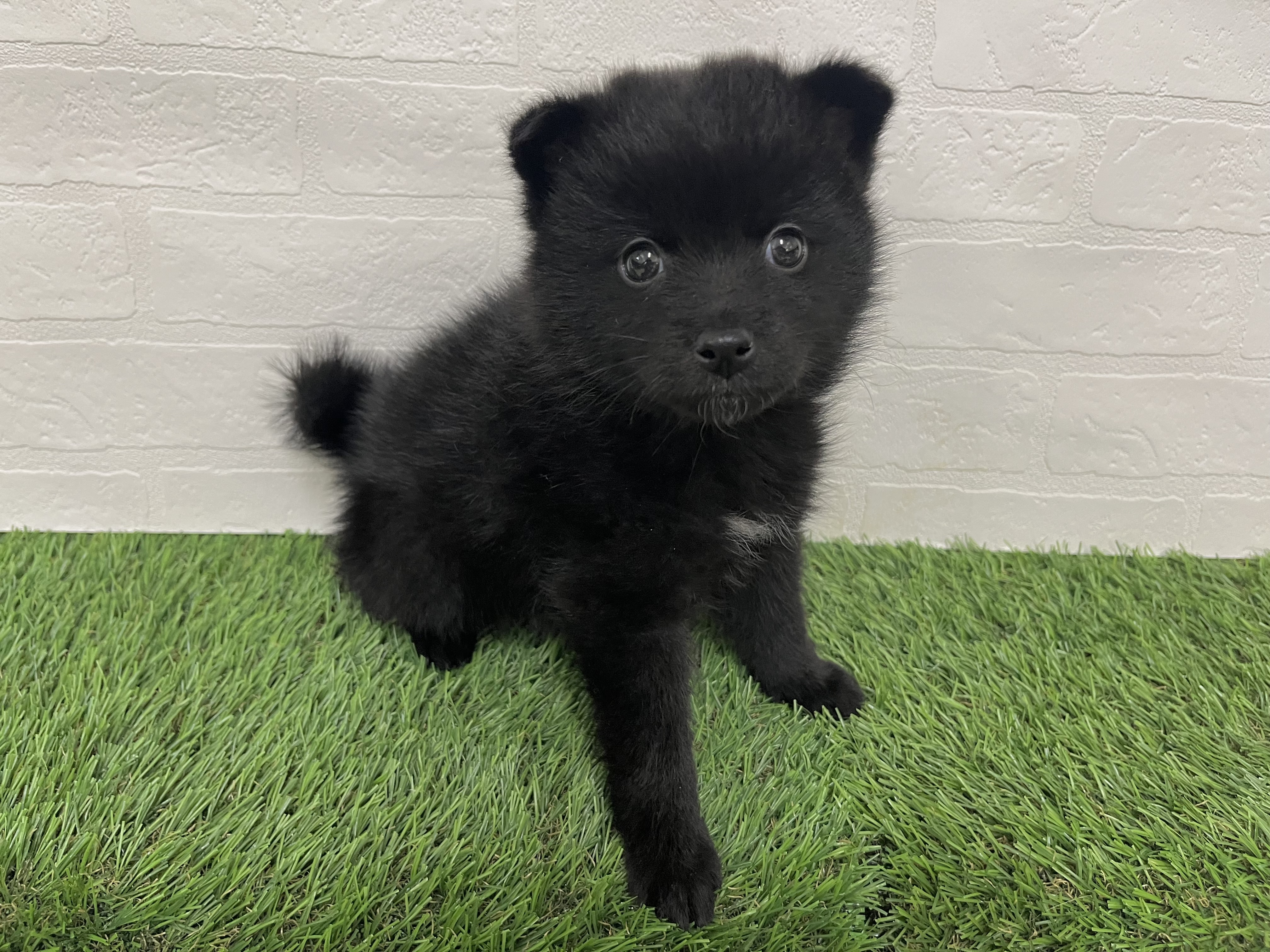 神奈川県のポメ柴/豆ポメ/ポメ豆柴(ポメラニアン×柴犬) (ワンニャンハウス新山下店/2025年9月12日生まれ/男の子/黒)の子犬の2枚目の画像