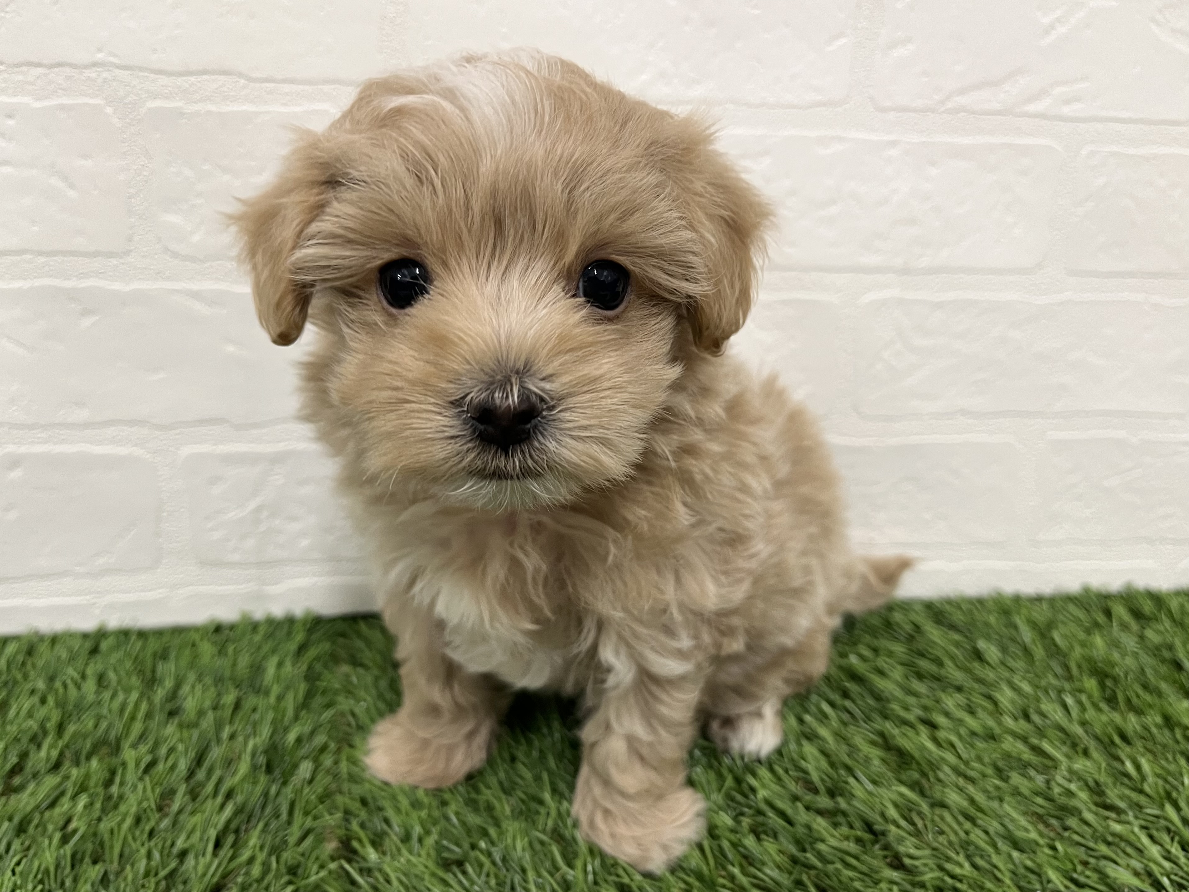 神奈川県のマルプー(マルチーズ×プードル) (ワンニャンハウス新山下店/2025年10月20日生まれ/男の子/アプリコット)の子犬の3枚目の画像