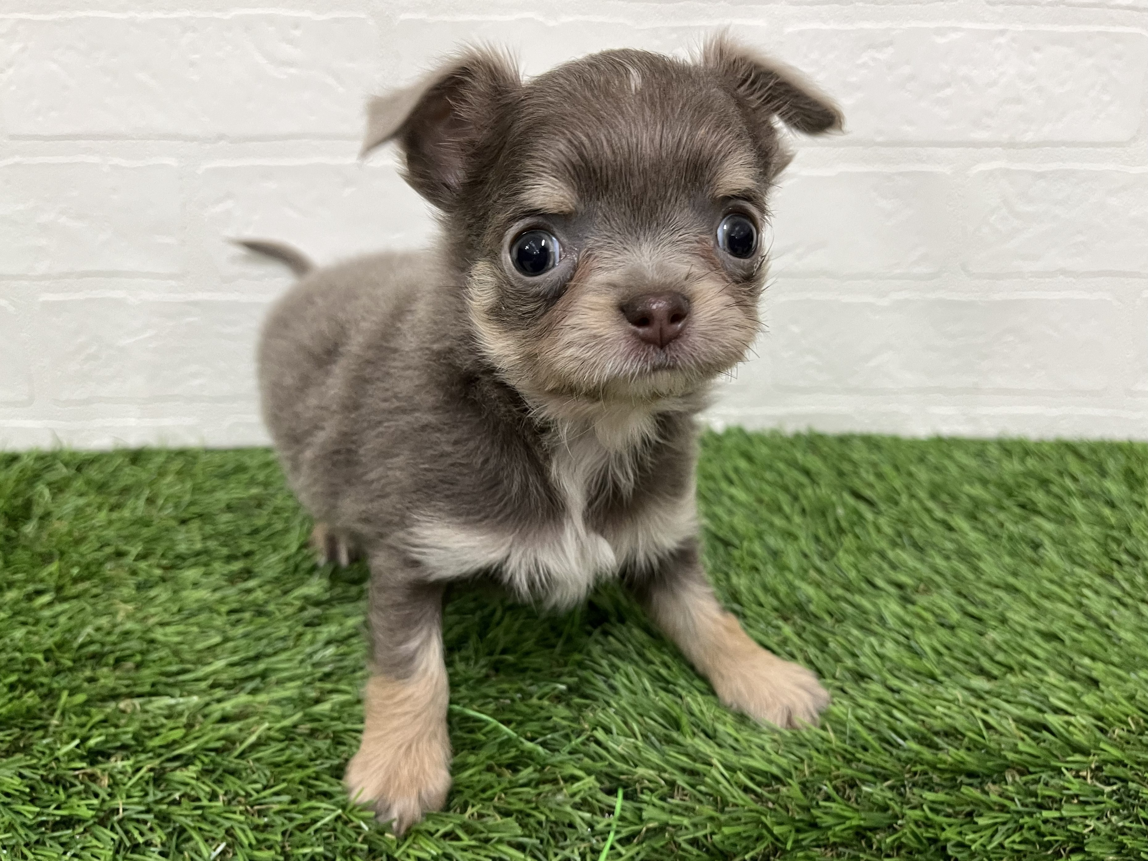 神奈川県のチワワ(ロング) (ワンニャンハウス新山下店/2026年1月13日生まれ/男の子/イザベラホワイト)の子犬の2枚目の画像