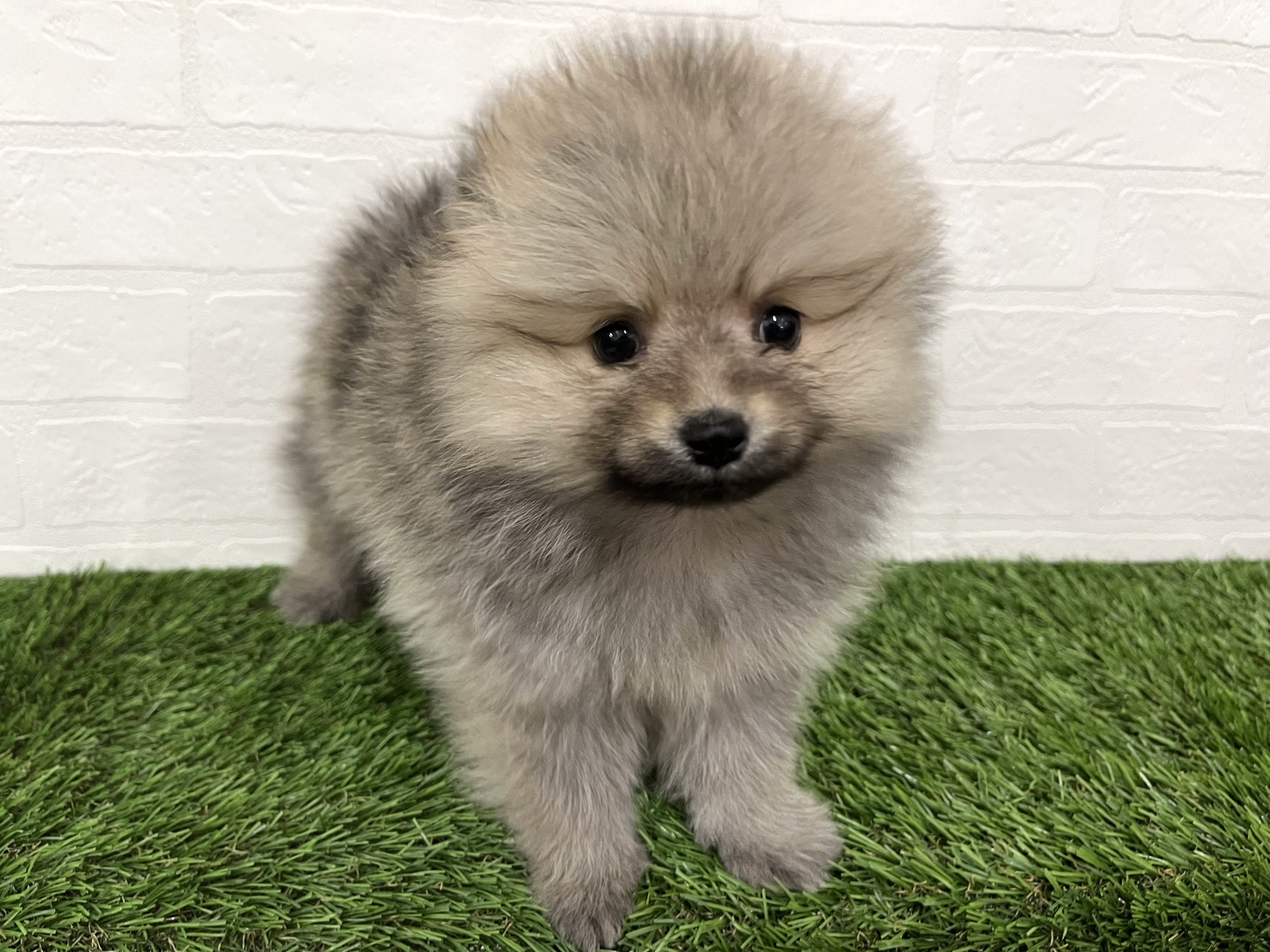 神奈川県のポメラニアン (ワンニャンハウス新山下店/2025年11月9日生まれ/男の子/クリームセーブル)の子犬の2枚目の画像