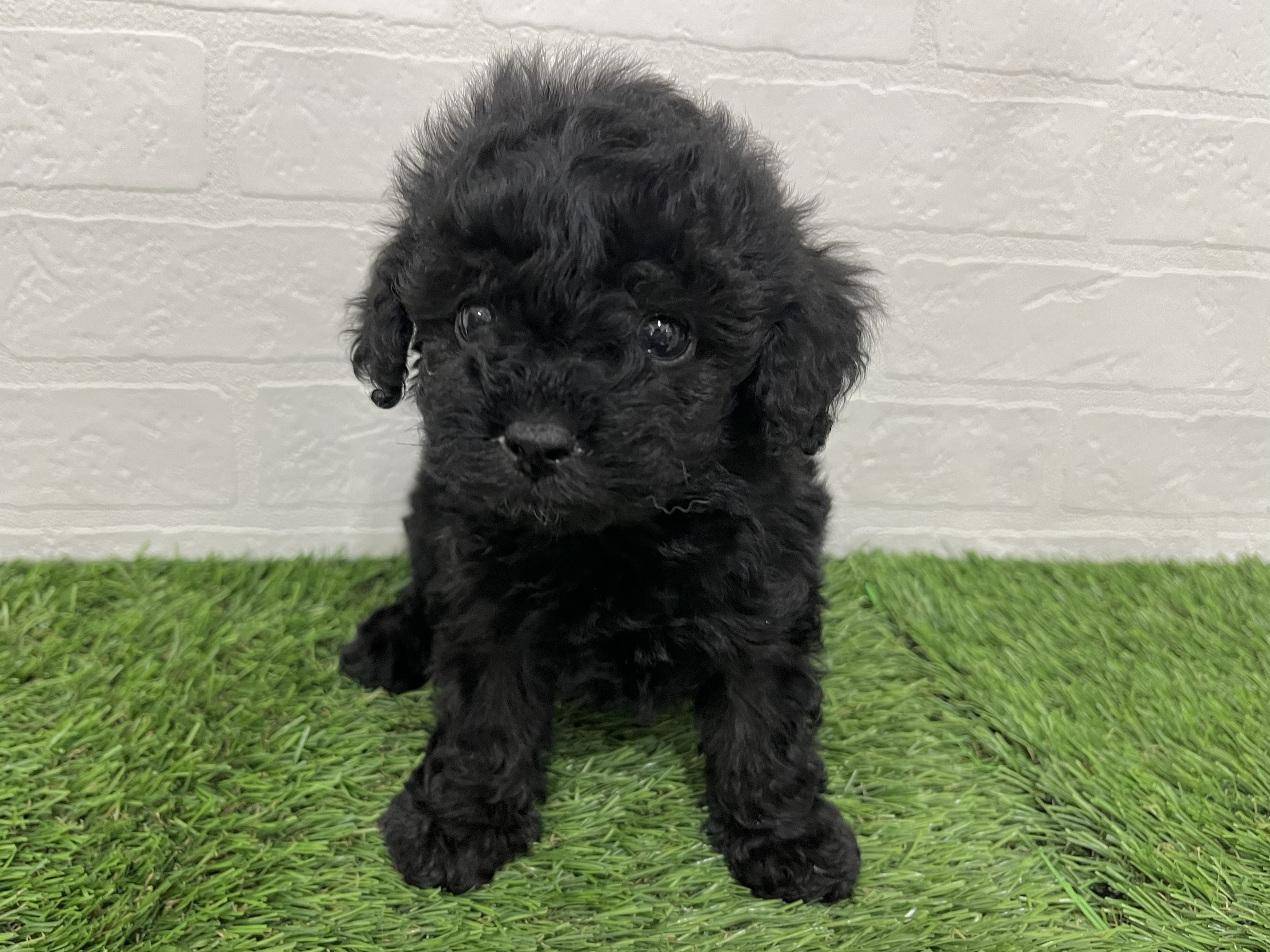 神奈川県のトイプードル(トイ) (ワンニャンハウス新山下店/2026年1月4日生まれ/男の子/ブラック)の子犬の1枚目の画像