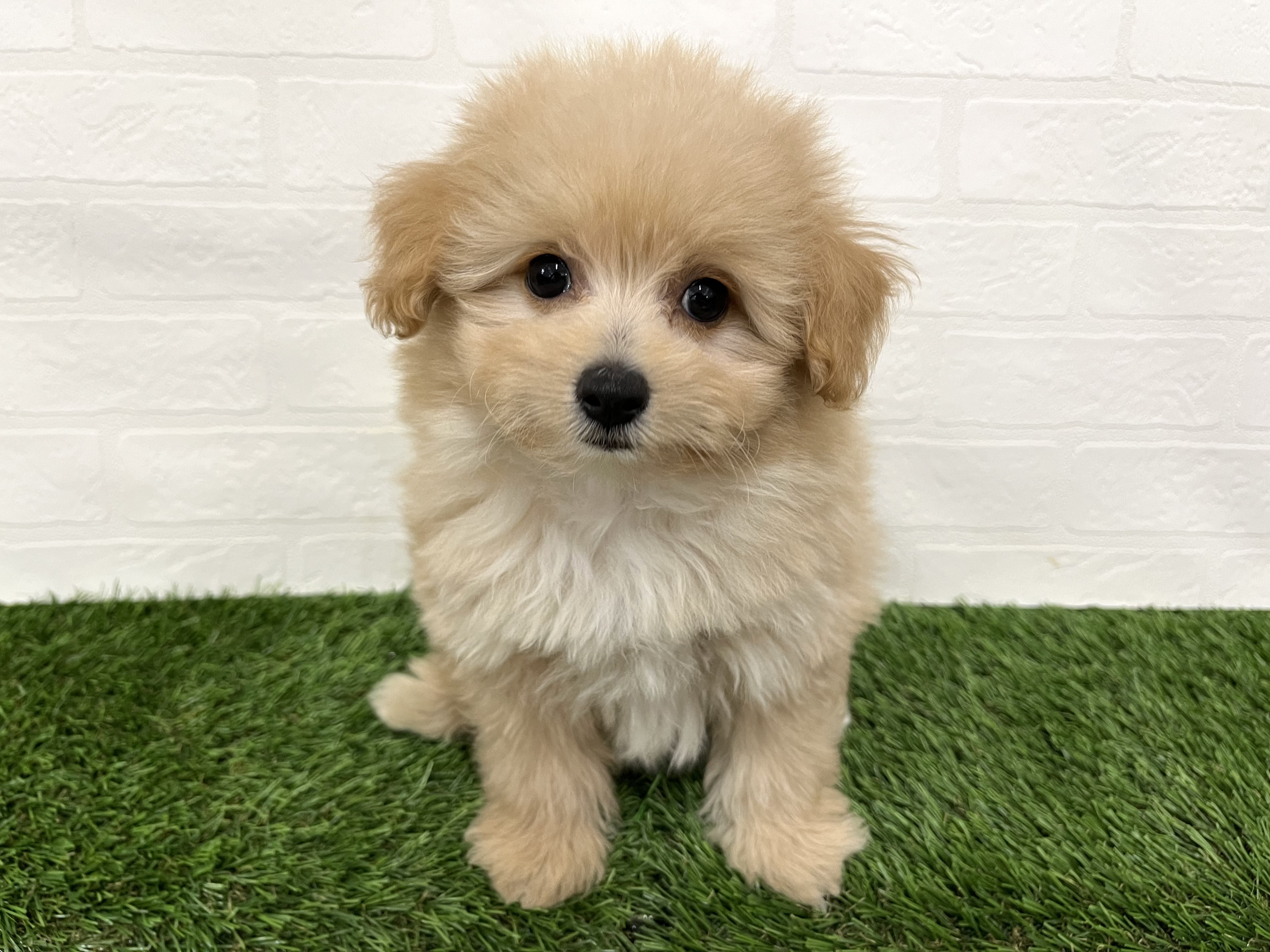 神奈川県のハーフ犬・ミックス犬 (ワンニャンハウス新山下店/2025年7月26日生まれ/男の子/クリームホワイト)の子犬の1枚目の画像