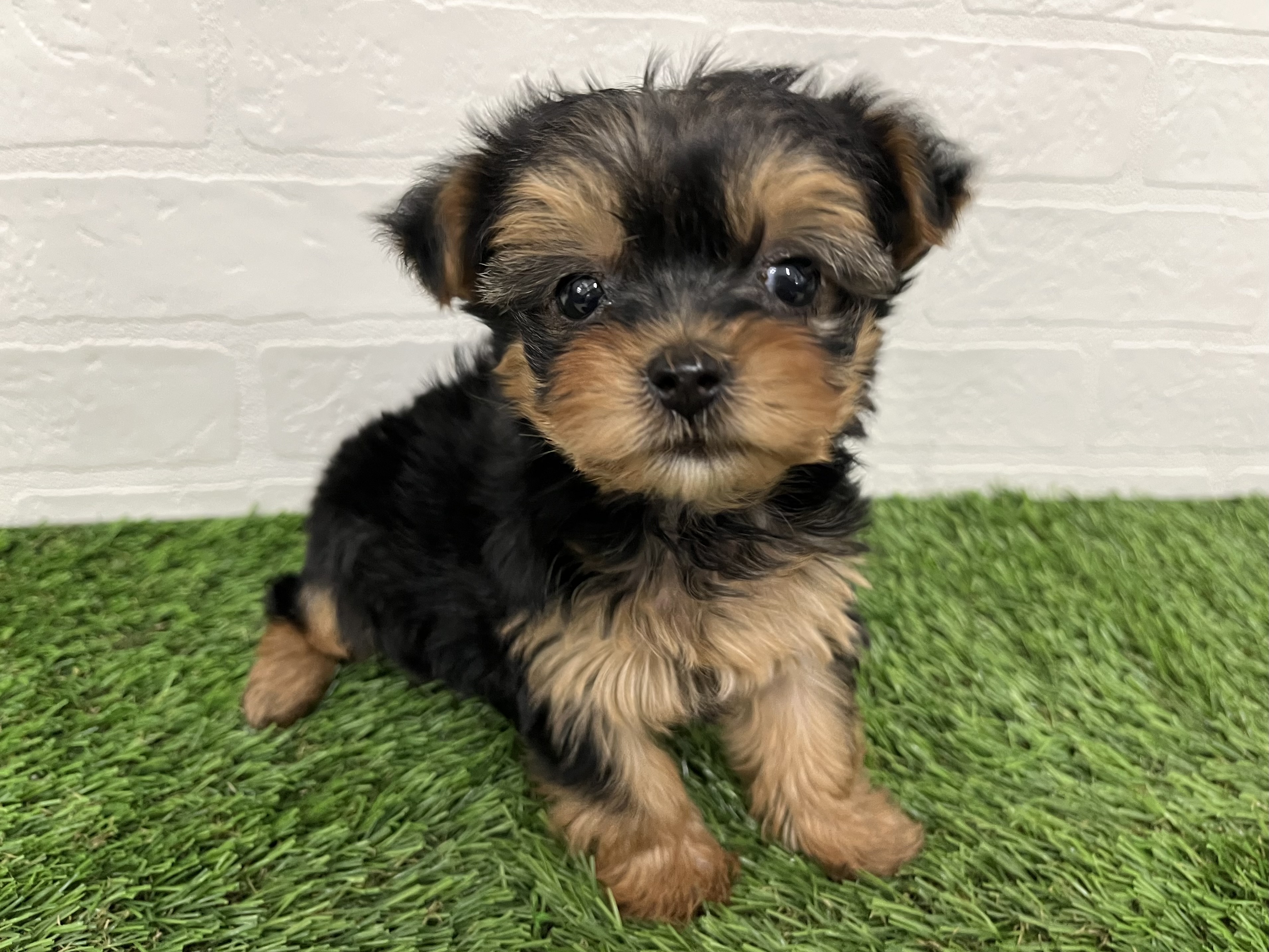 神奈川県のヨークシャーテリア (ワンニャンハウス新山下店/2025年11月12日生まれ/女の子/スチールブルータン)の子犬の3枚目の画像