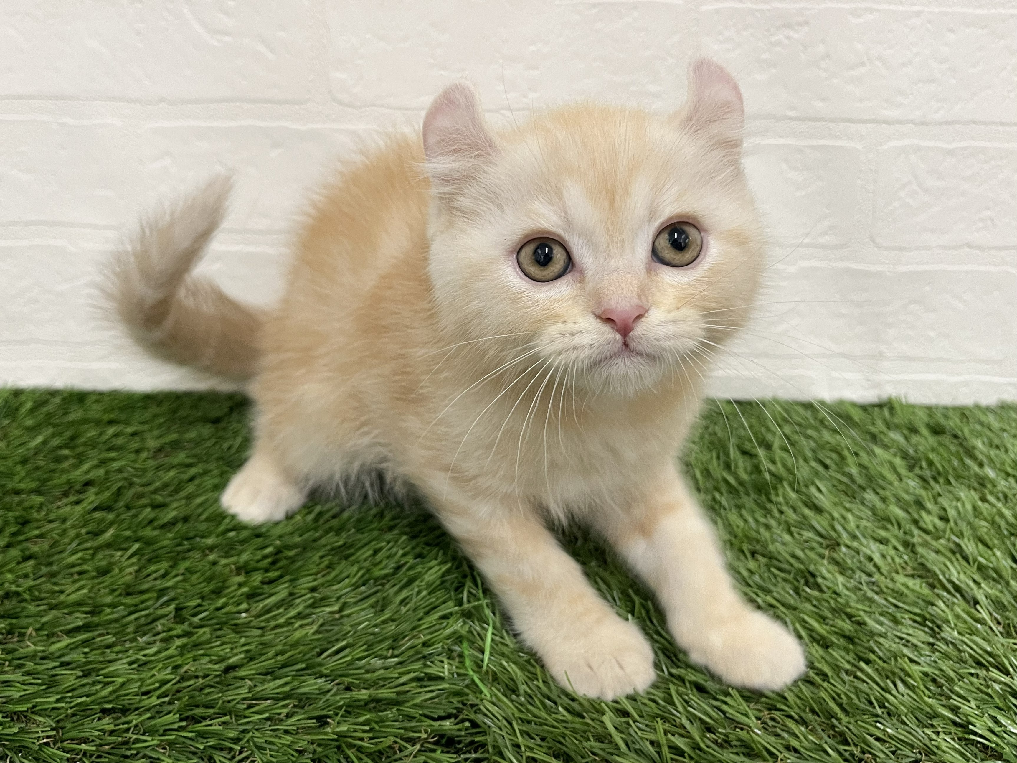 神奈川県のハーフ猫・ミックス猫 (ワンニャンハウス新山下店/2026年3月26日生まれ/女の子/クリームタビー)の子猫の2枚目の画像