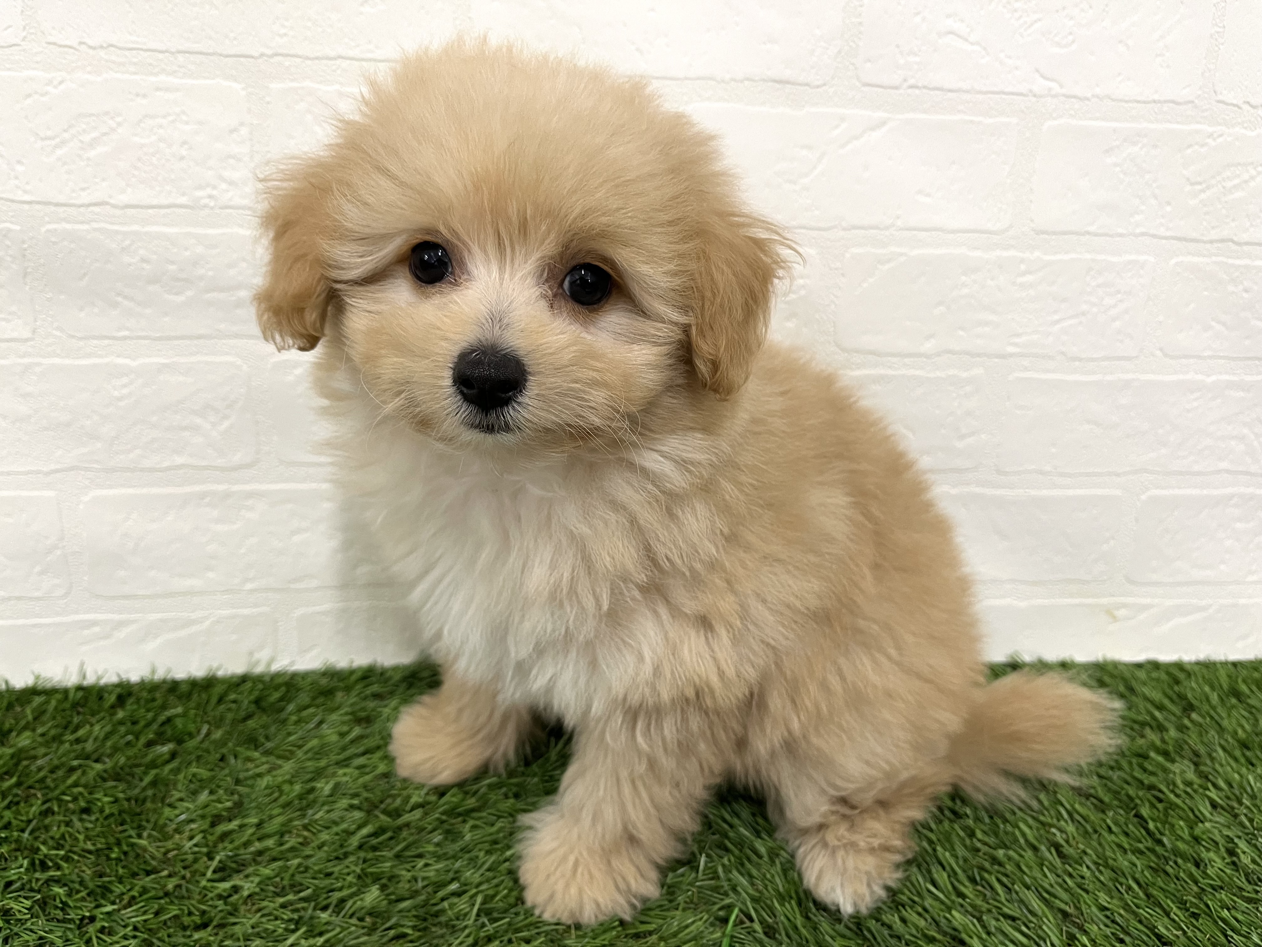 神奈川県のハーフ犬・ミックス犬 (ワンニャンハウス新山下店/2025年7月26日生まれ/男の子/クリームホワイト)の子犬の2枚目の画像