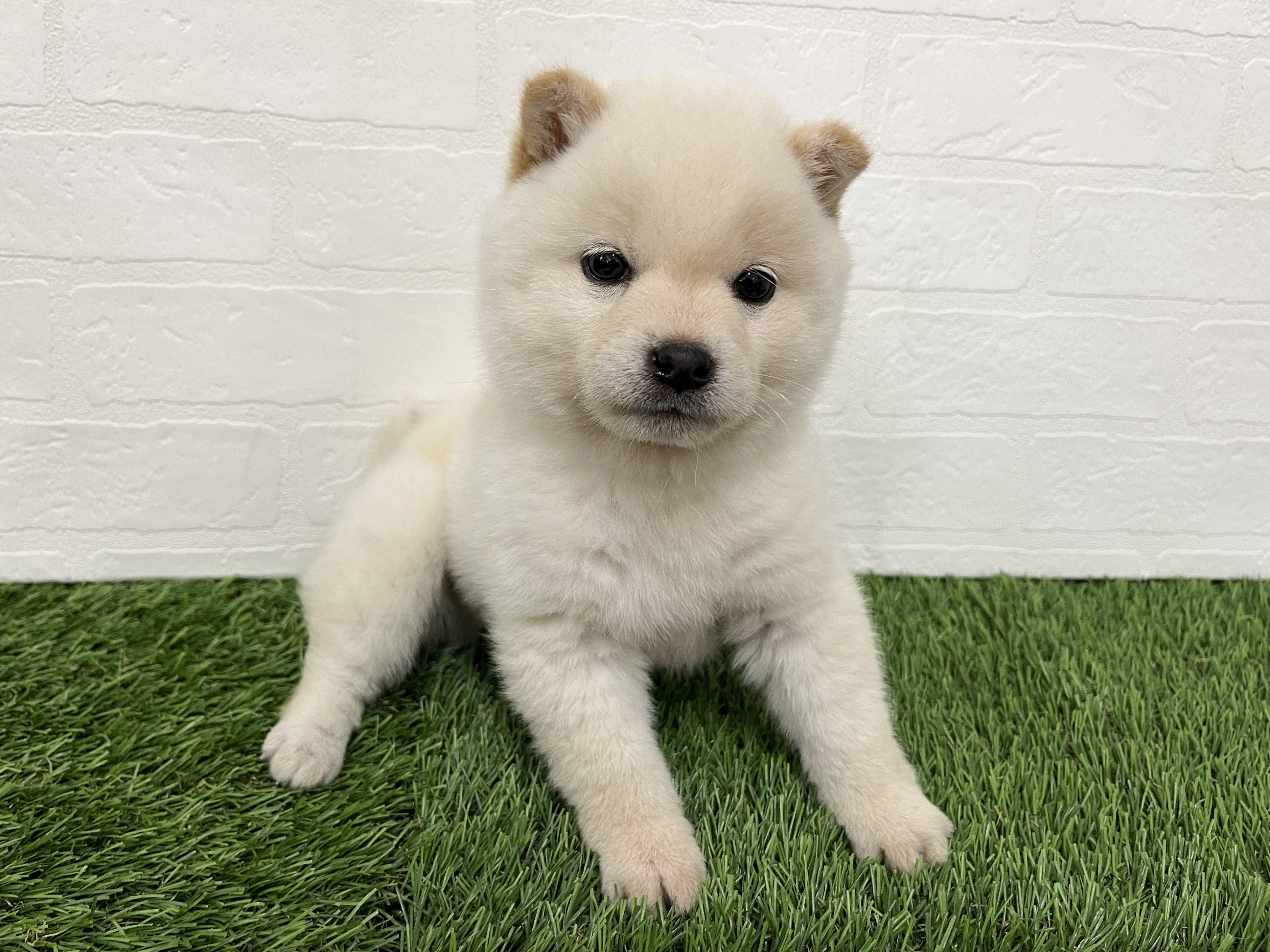 神奈川県の豆柴 (ワンニャンハウス新山下店/2026年2月15日生まれ/男の子/白)の子犬の4枚目の画像