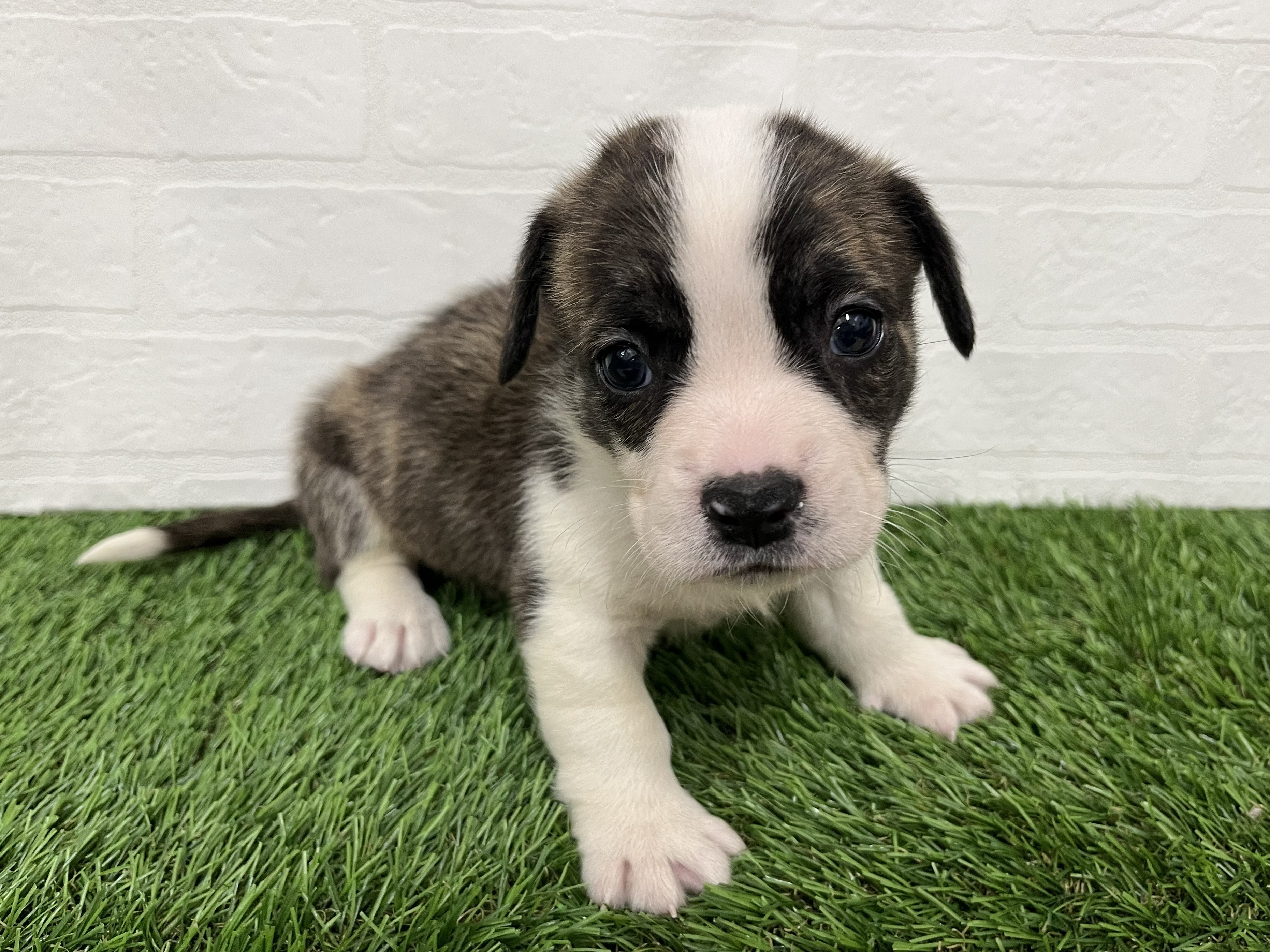 神奈川県のハーフ犬・ミックス犬 (ワンニャンハウス新山下店/2026年5月12日生まれ/男の子/ブリンドルホワイト)の子犬の2枚目の画像