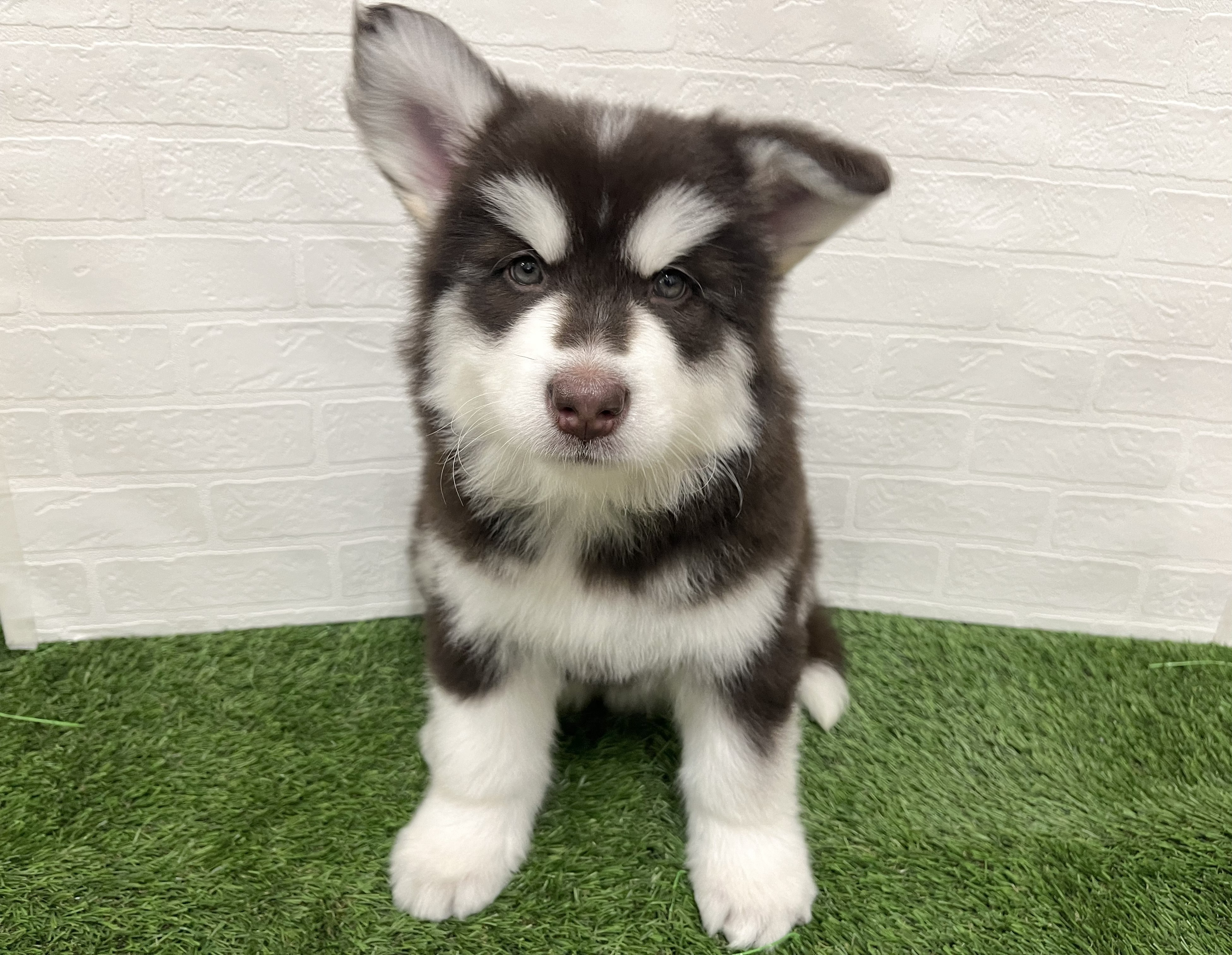 神奈川県のアラスカンマラミュート (ワンニャンハウス新山下店/2026年1月13日生まれ/女の子/ブラウンホワイト)の子犬の1枚目の画像