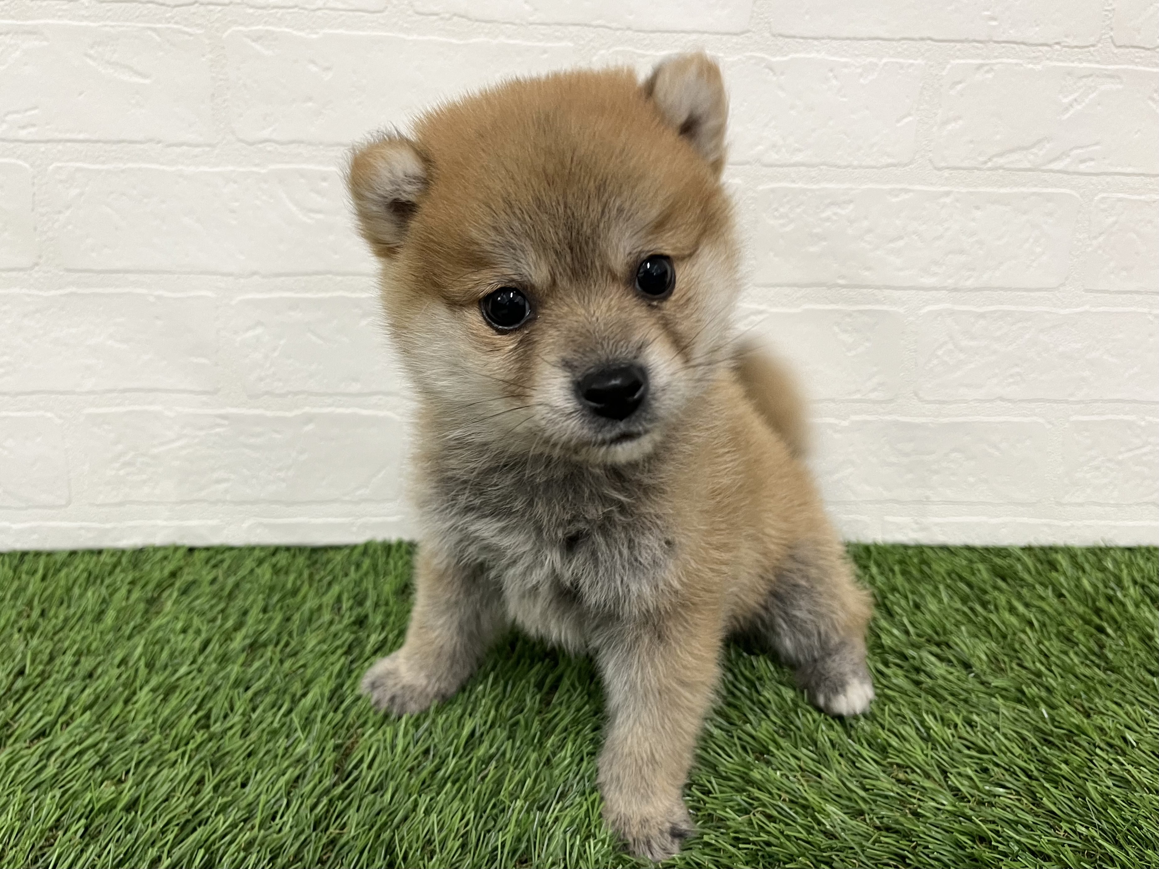 神奈川県のハーフ犬・ミックス犬 (ワンニャンハウス新山下店/2025年10月11日生まれ/女の子/赤)の子犬の2枚目の画像