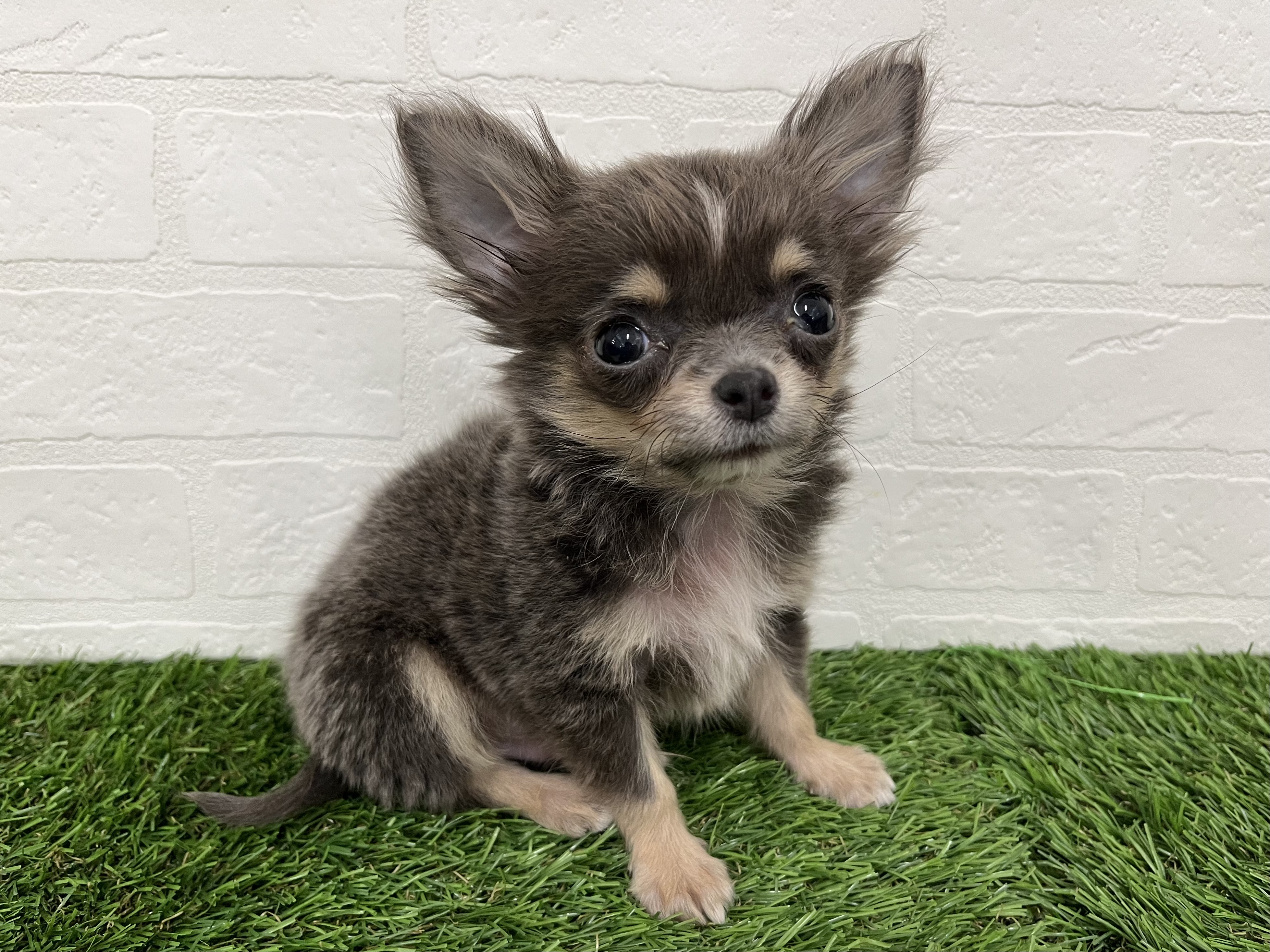 神奈川県のチワワ(ロング) (ワンニャンハウス新山下店/2025年9月27日生まれ/男の子/ブルータン)の子犬