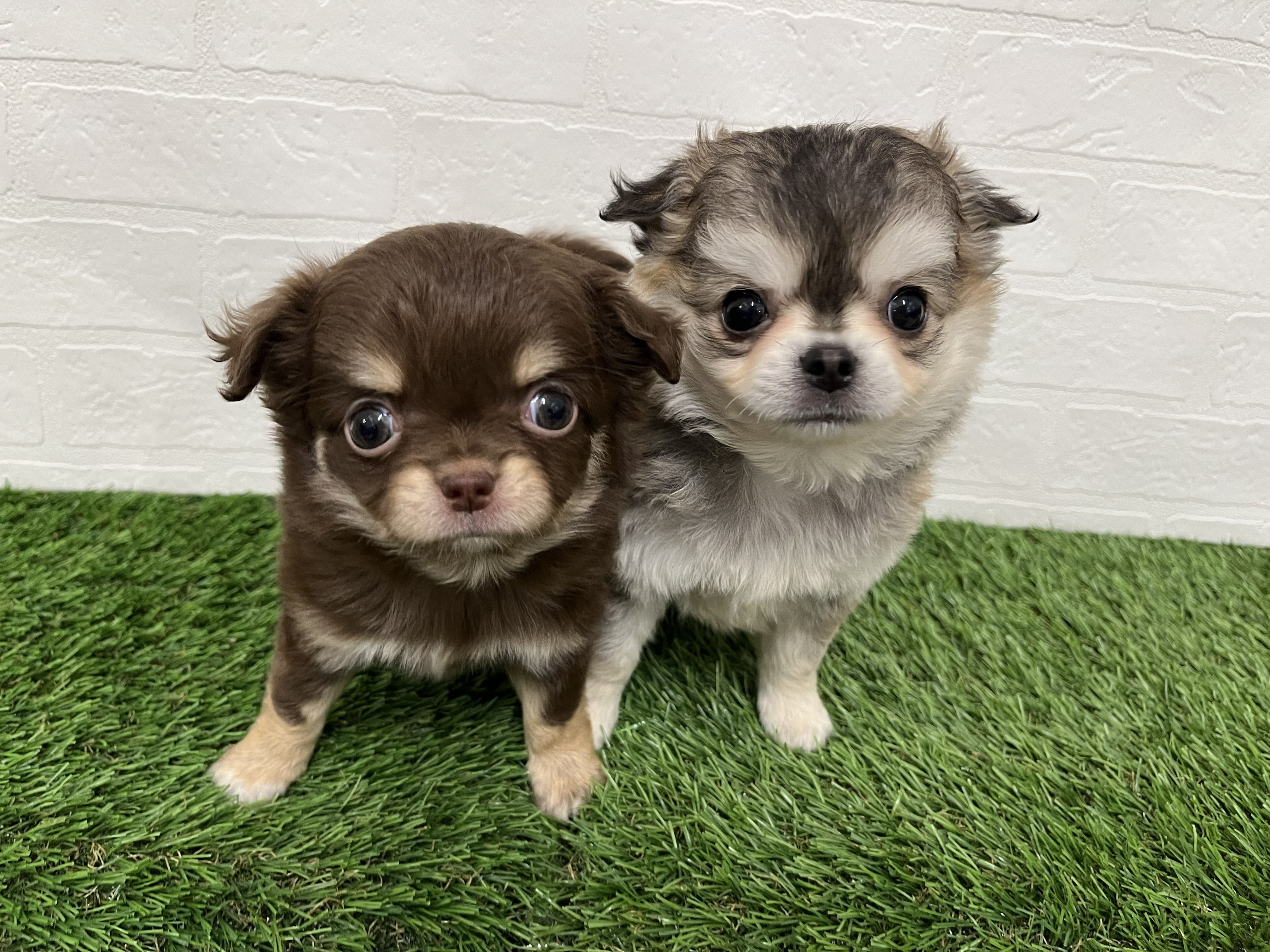 神奈川県のチワワ(ロング) (ワンニャンハウス新山下店/2025年12月1日生まれ/男の子/フォーンホワイト)の子犬の3枚目の画像