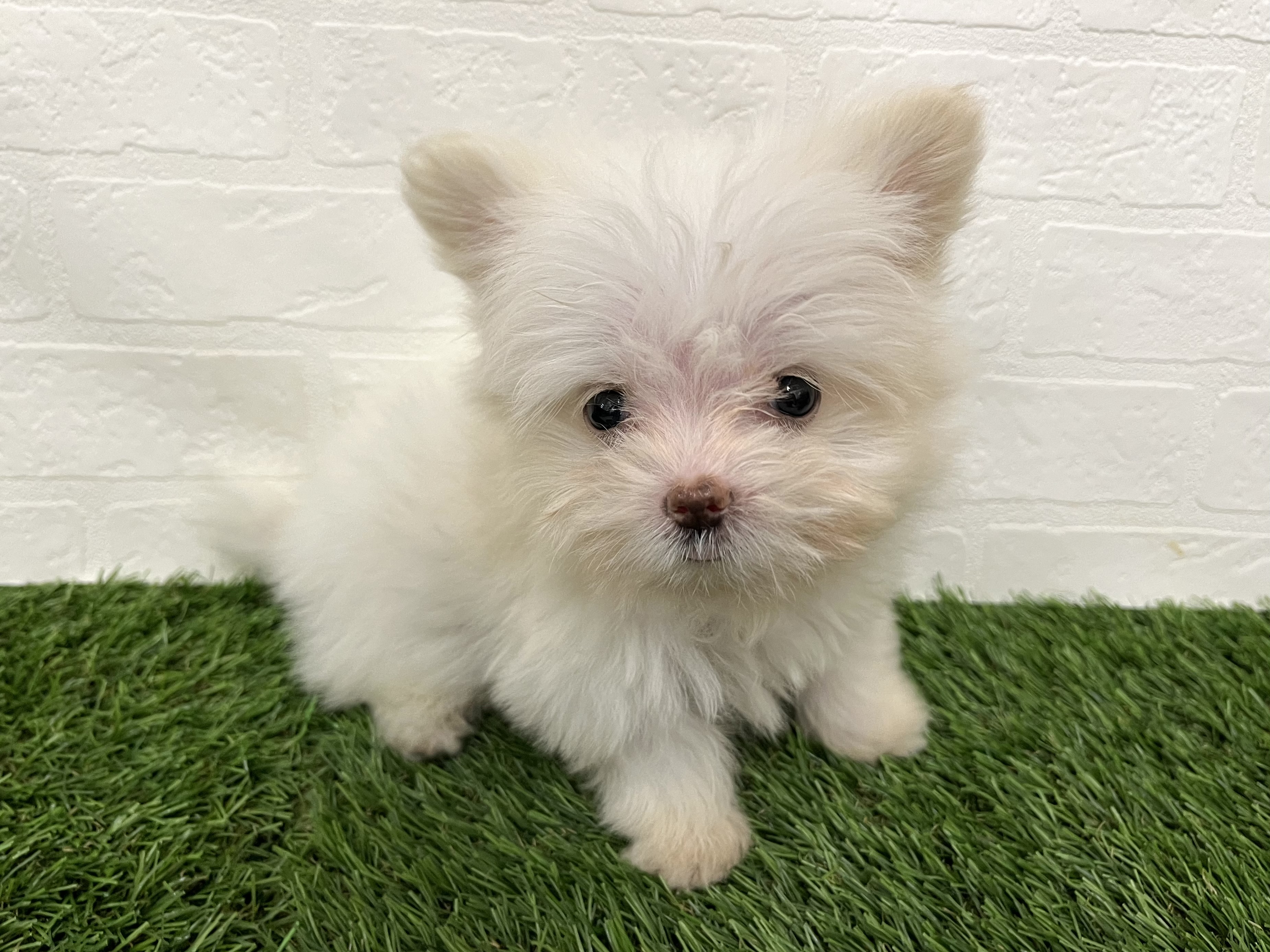 神奈川県のハーフ犬・ミックス犬 (ワンニャンハウス新山下店/2025年8月1日生まれ/男の子/クリーム)の子犬の2枚目の画像