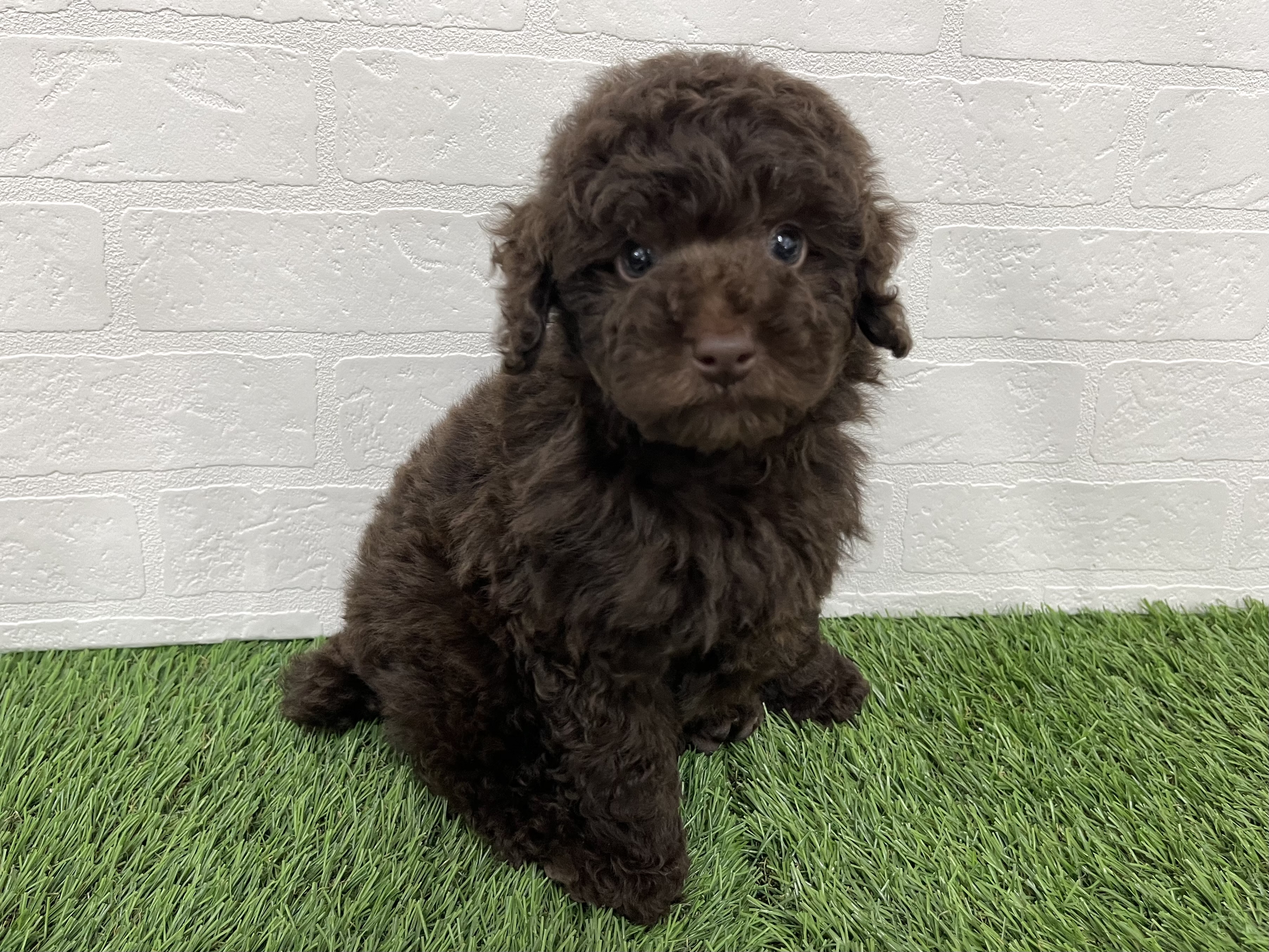 神奈川県のトイプードル(トイ) (ワンニャンハウス新山下店/2025年10月6日生まれ/男の子/ブラウン)の子犬の2枚目の画像