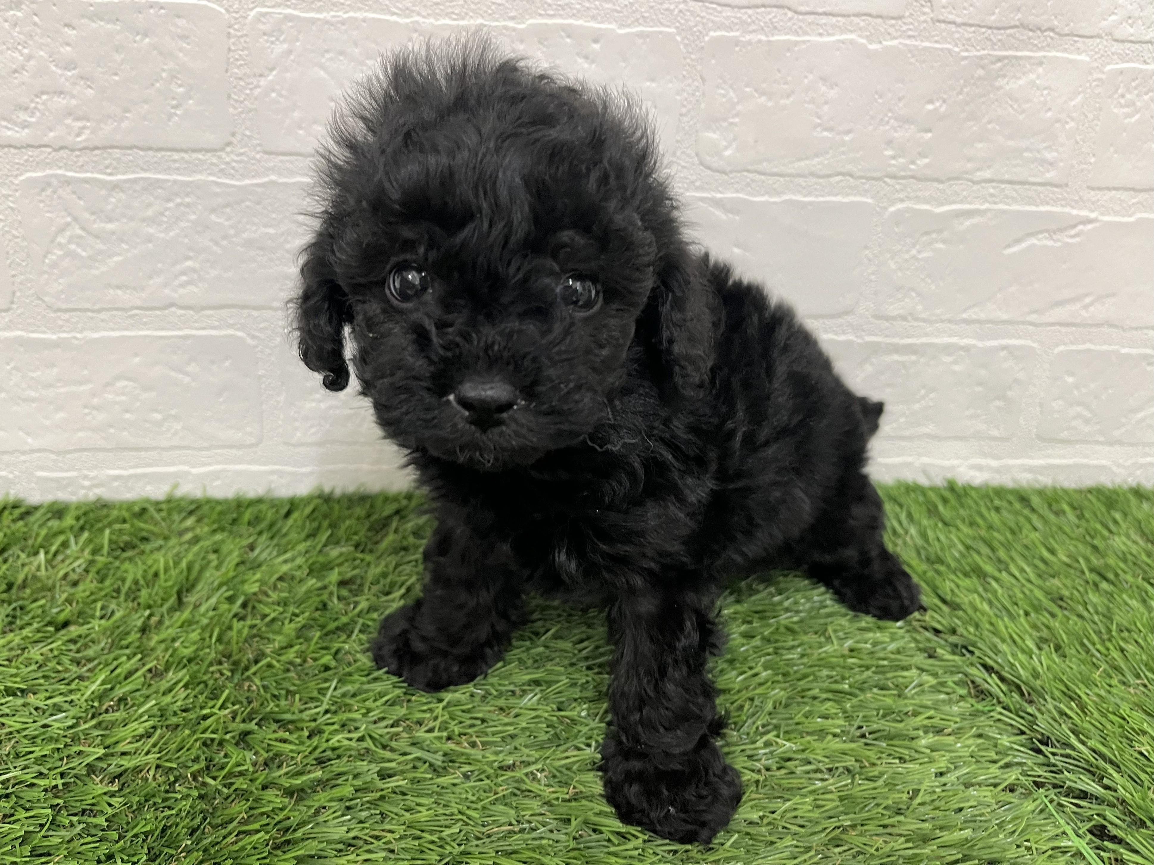 神奈川県のトイプードル(トイ) (ワンニャンハウス新山下店/2026年1月4日生まれ/男の子/ブラック)の子犬の2枚目の画像