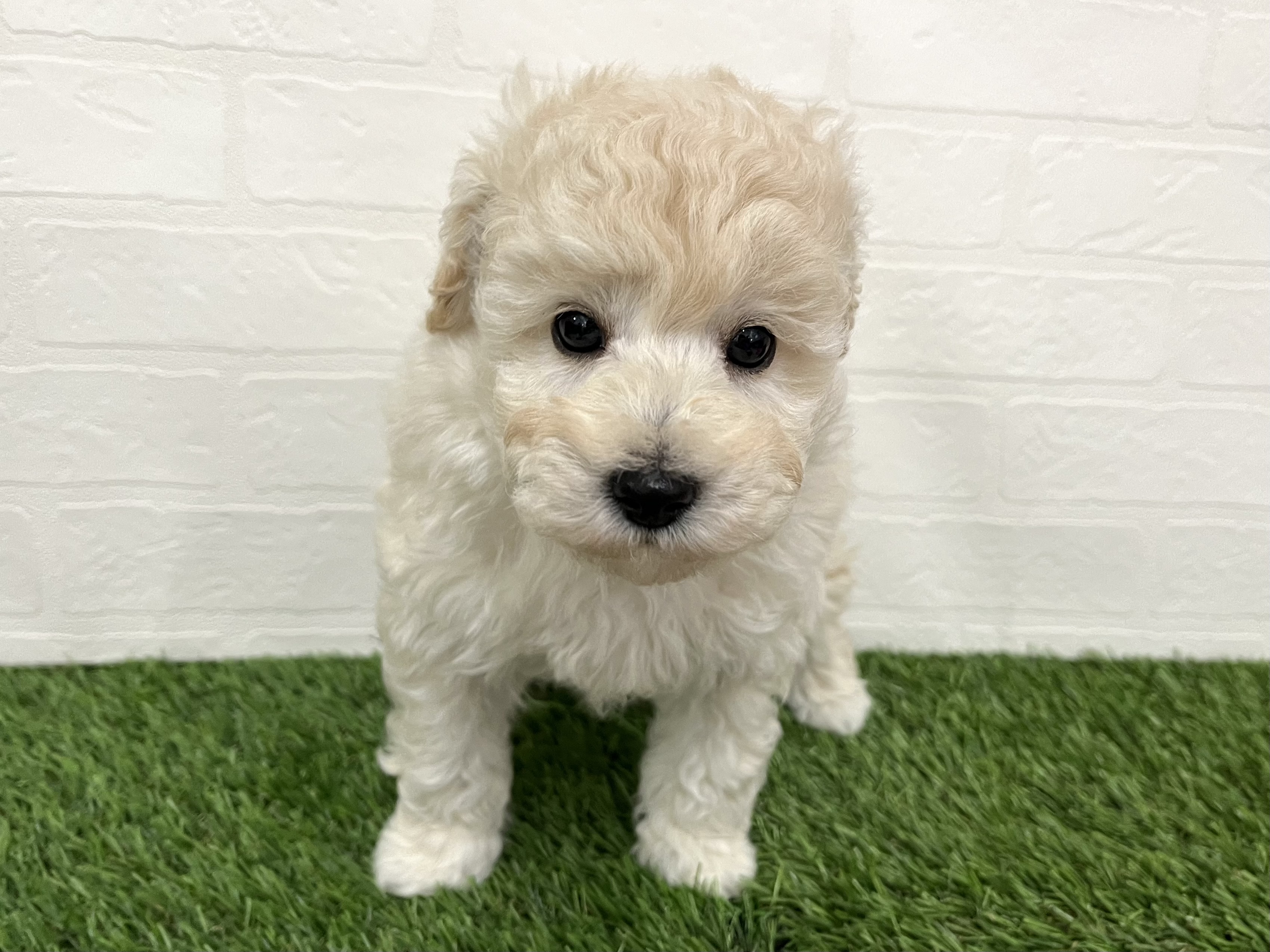 神奈川県のトイプードル(トイ) (ワンニャンハウス新山下店/2025年11月12日生まれ/男の子/クリーム)の子犬の1枚目の画像