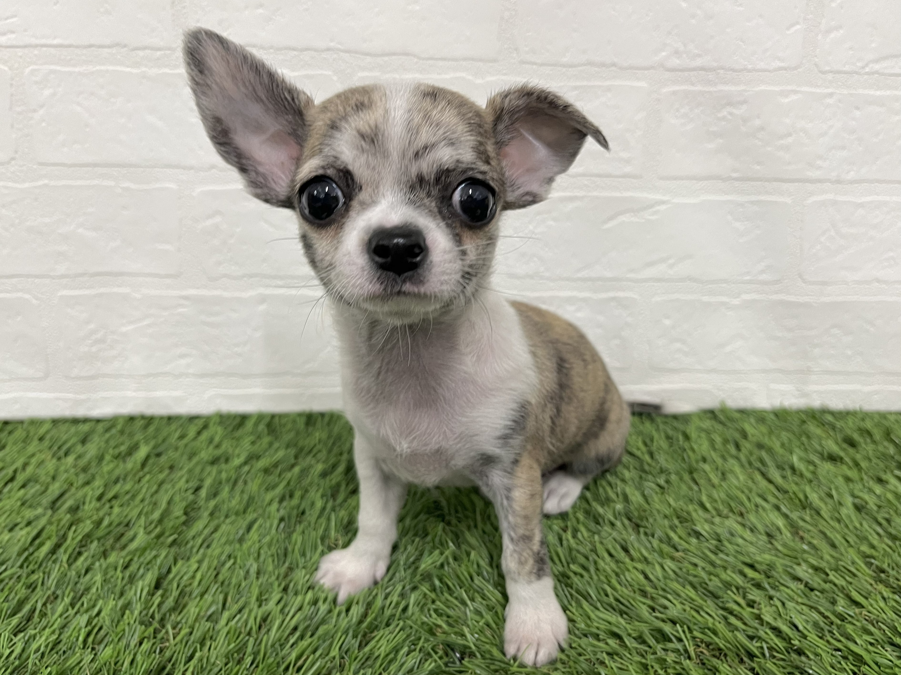 神奈川県のチワワ(ロング) (ワンニャンハウス新山下店/2025年12月20日生まれ/男の子/ブリンドルホワイト)の子犬の4枚目の画像