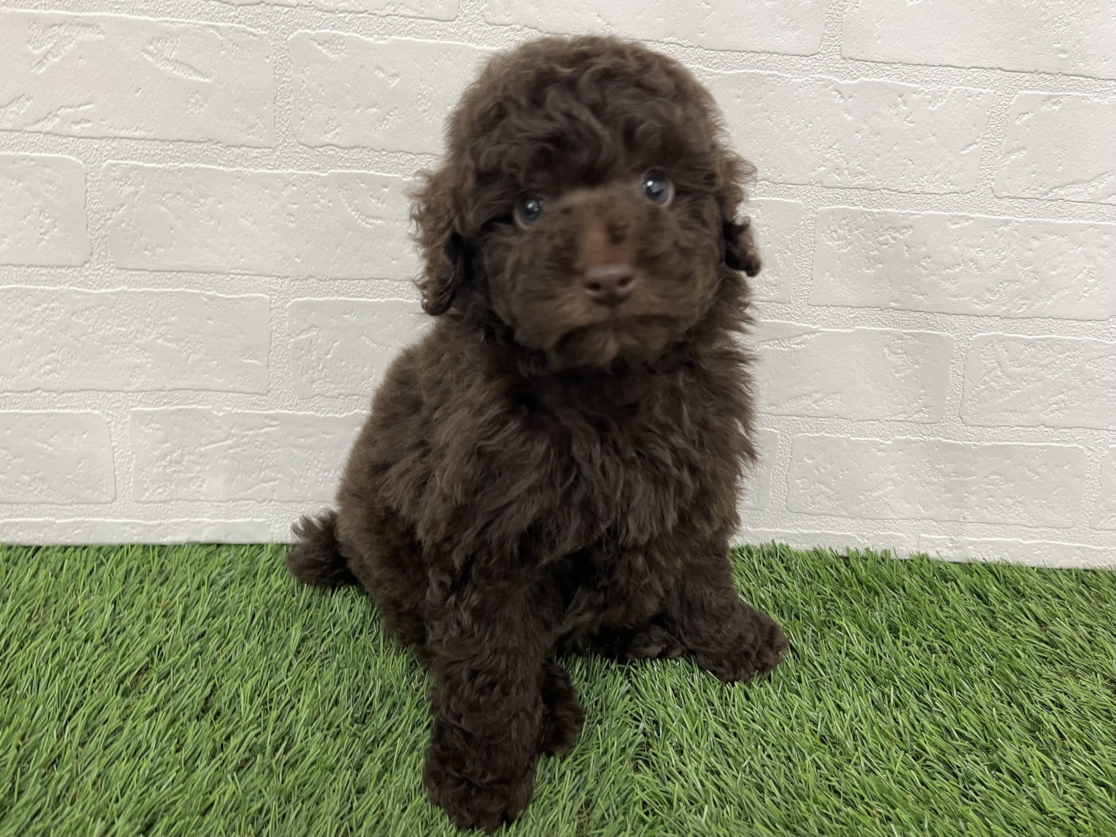 神奈川県のトイプードル(トイ) (ワンニャンハウス新山下店/2025年10月6日生まれ/男の子/ブラウン)の子犬の3枚目の画像